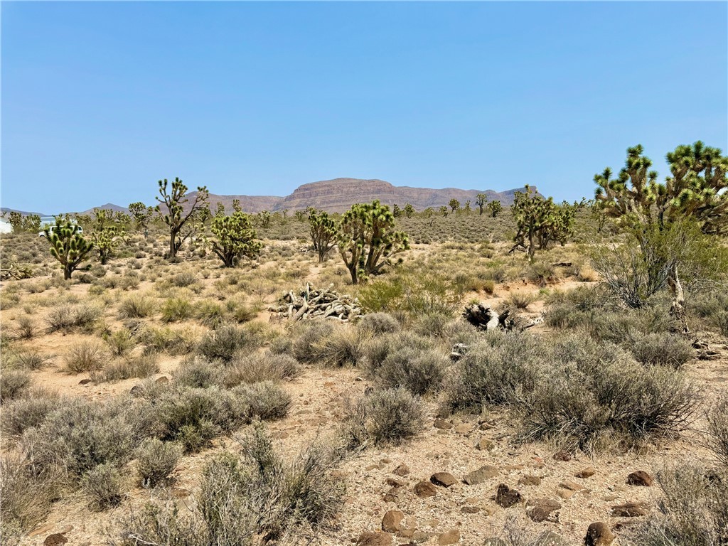 26681 Yucca Meadview, AZ 86444 - Photo 6 of 25 a view of a large tree with a mountain in the background