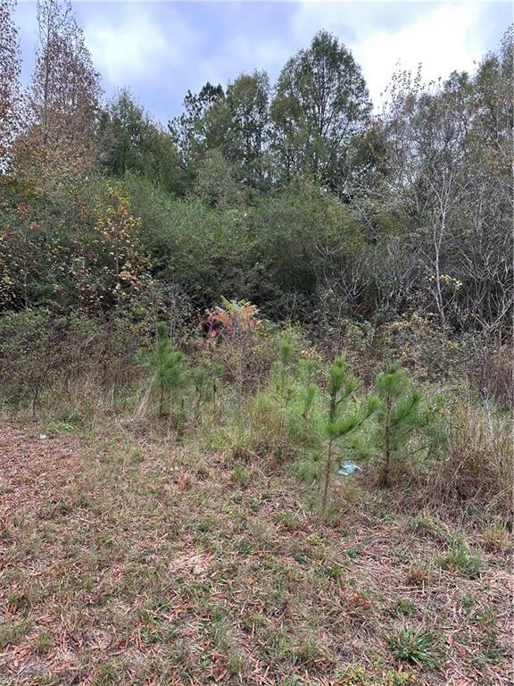 0 Benefield Road Cedartown, GA 30125 - Photo 5 of 6 a view of a forest with a tree in the background