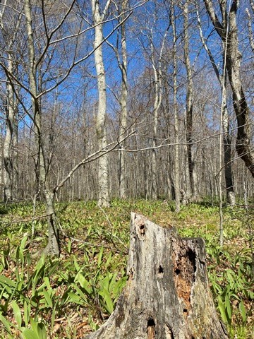 Lot 2 Garrett Bay Road Ellison Bay, WI 54210 - Photo 5 of 9