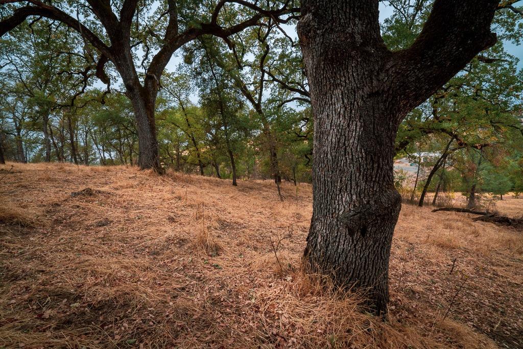0 Kern Street Jackson, CA 95642 - Photo 17 of 23 a view of a yard with a tree