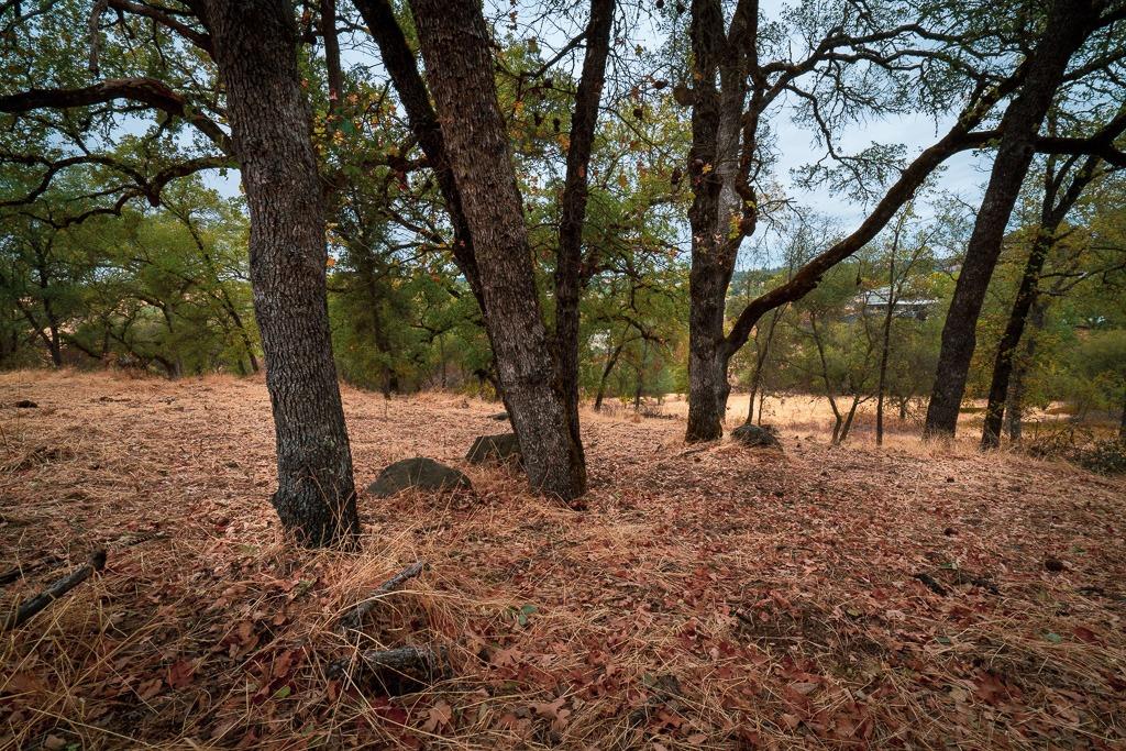 0 Kern Street Jackson, CA 95642 - Photo 18 of 23 a view of a forest filled with trees