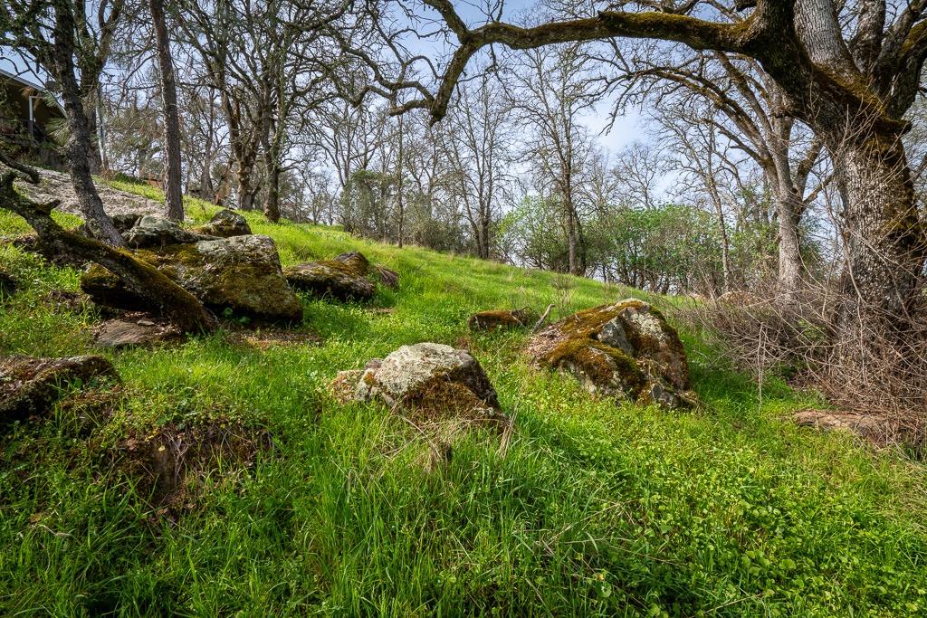 0 Kern Street Jackson, CA 95642 - Photo 2 of 23 a view of a garden with a tree