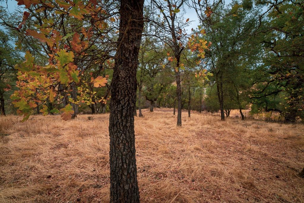 0 Kern Street Jackson, CA 95642 - Photo 21 of 23 a view of trees with yard