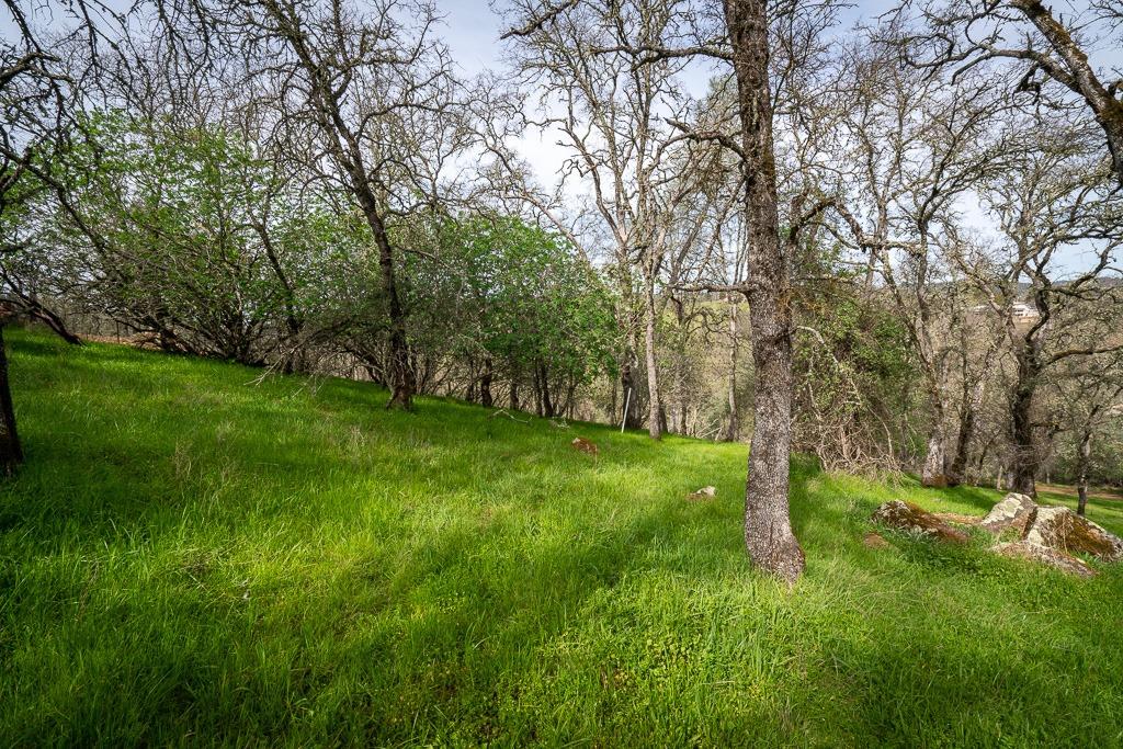 0 Kern Street Jackson, CA 95642 - Photo 3 of 23 a view of a lush green space