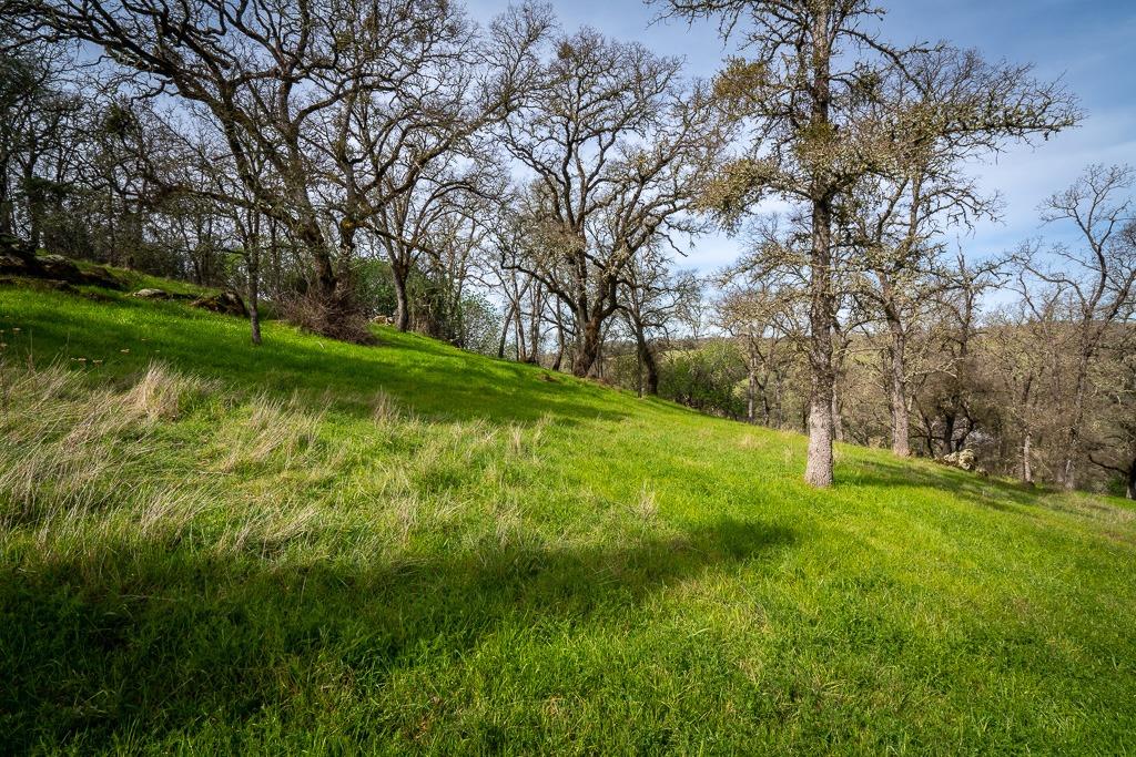 0 Kern Street Jackson, CA 95642 - Photo 8 of 23 a view of a garden with a tree
