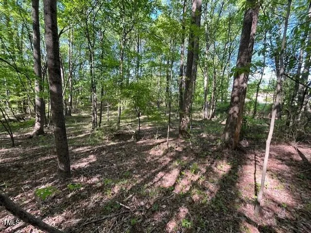 a view of a lush green forest