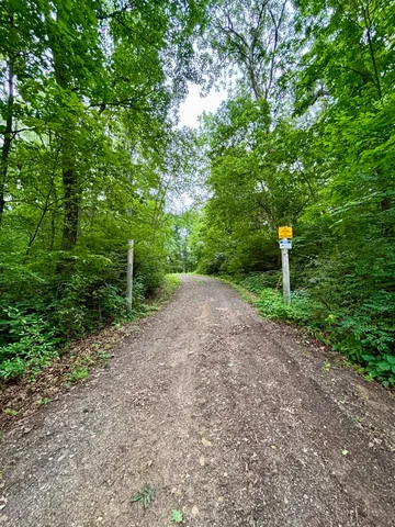 a view of a yard with a tree