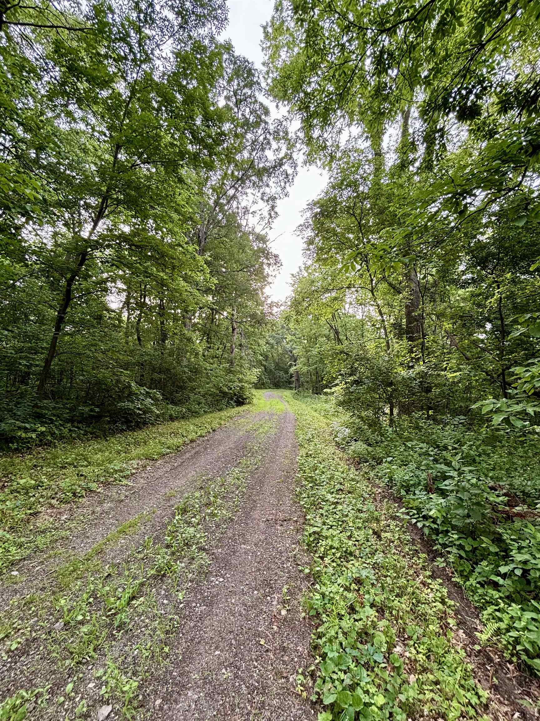 78-acres Tbd West Blanding Road Hanover, IL 61041 - Photo 18 of 39 a view of a yard with plants and large trees