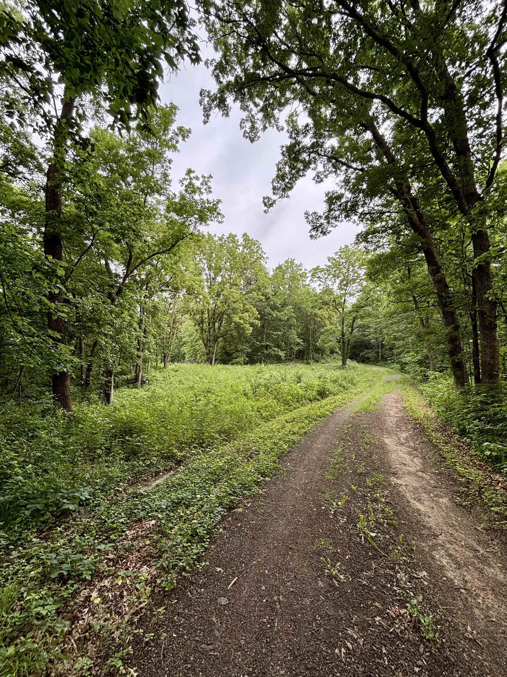 78-acres Tbd West Blanding Road Hanover, IL 61041 - Photo 19 of 39 a view of a yard with a tree