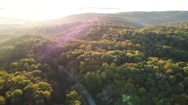 a view of lot of trees