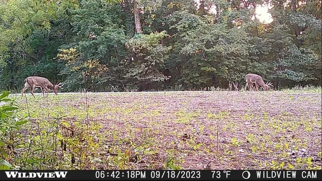 a view of a bunch of trees and bushes