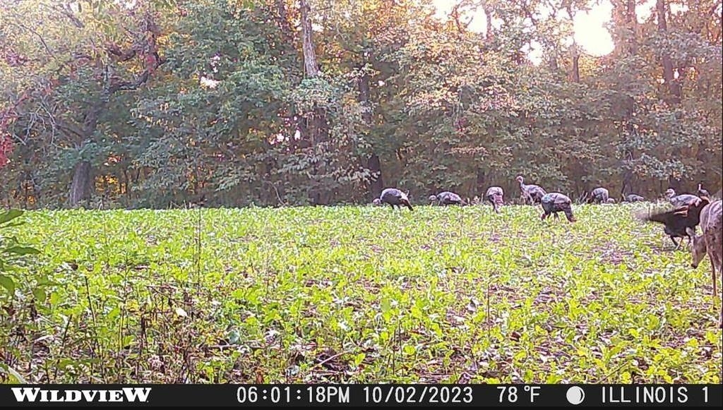78-acres Tbd West Blanding Road Hanover, IL 61041 - Photo 28 of 39 a view of a bunch of trees and bushes