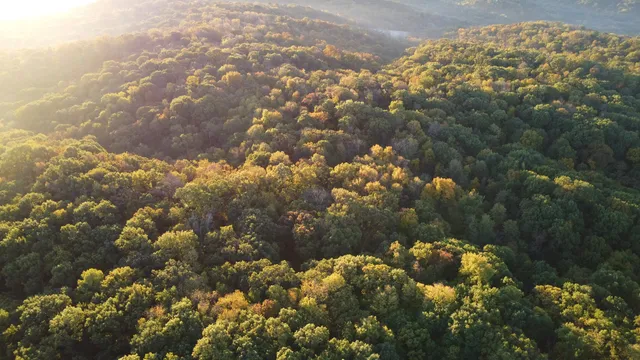 a close up of a tree
