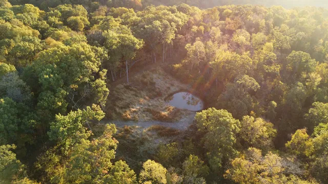 a view of a tree in a garden