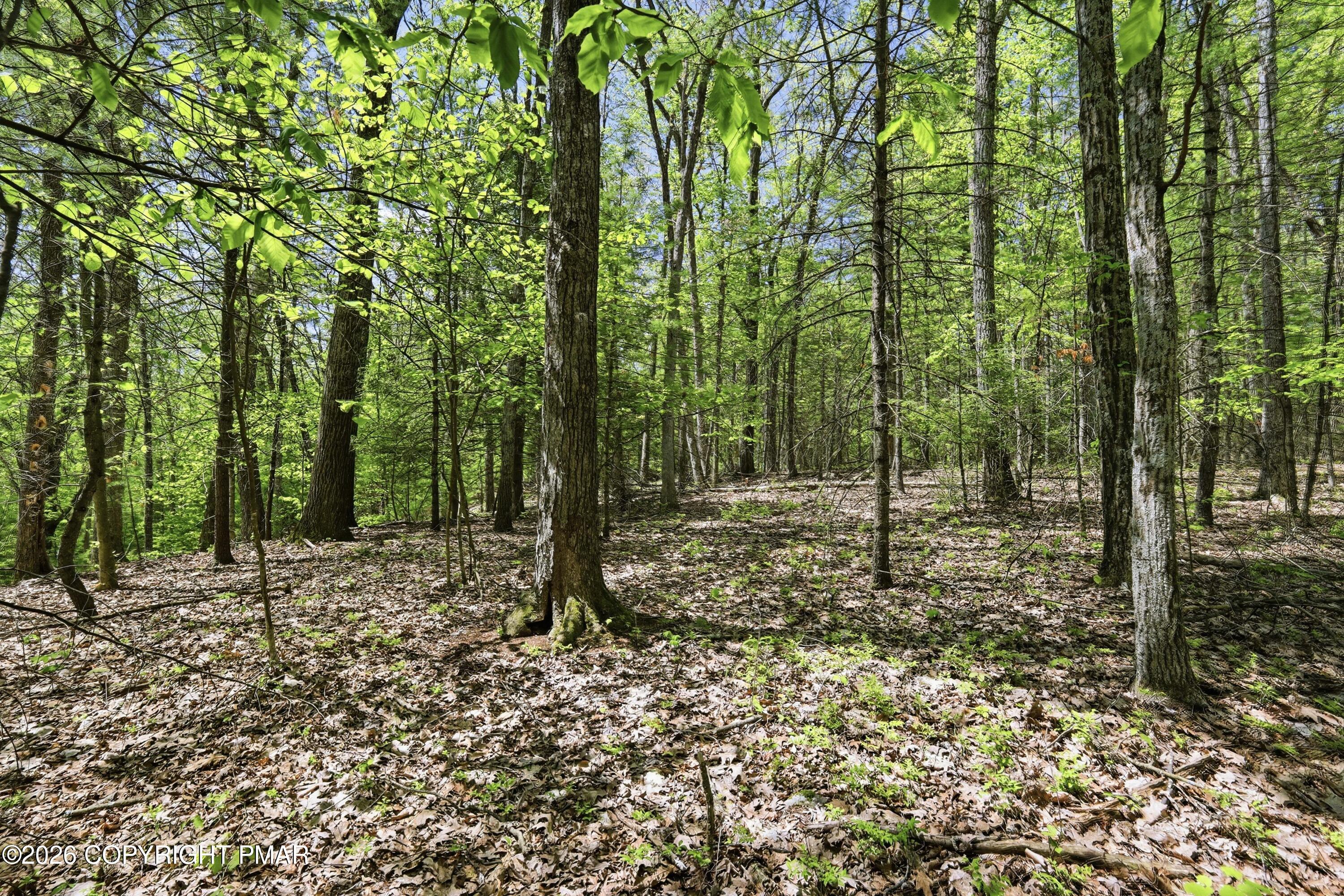 940-2 Rte Cresco Pa Cresco, PA 18326 - Photo 4 of 9 a view of a forest filled with trees