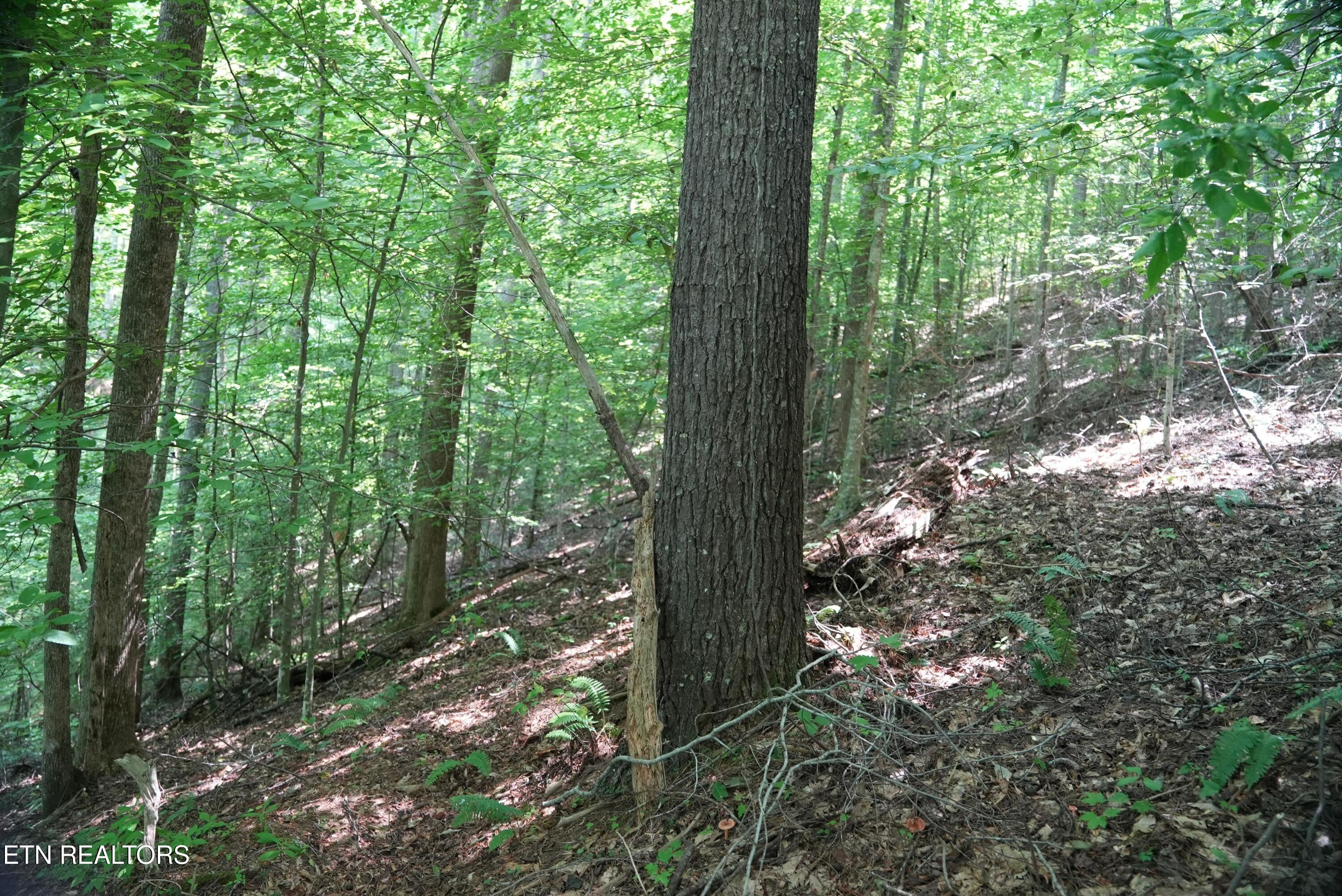 Bull Mountain Road Del Rio, TN 37727 - Photo 11 of 26 DSC01344