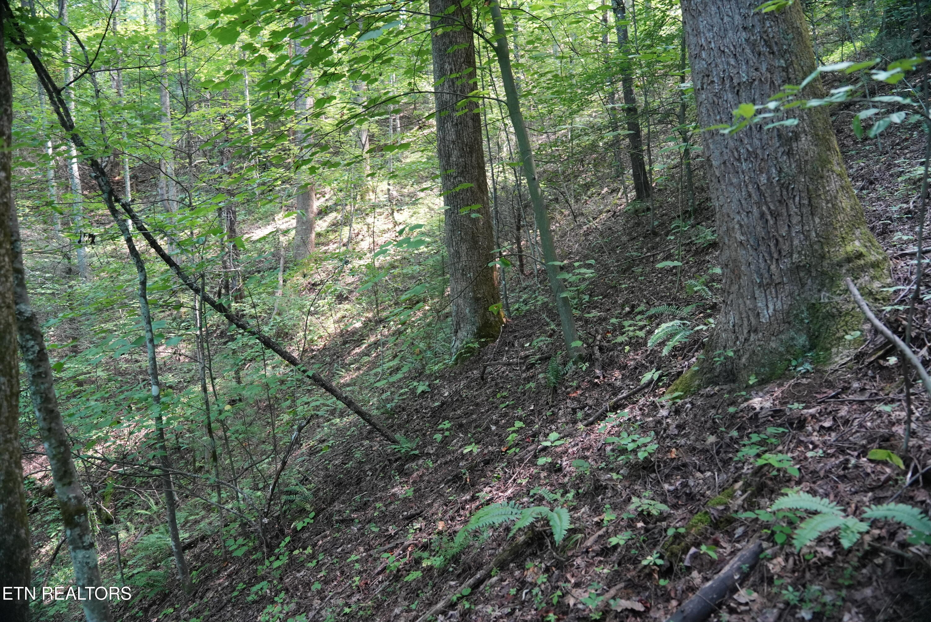 Bull Mountain Road Del Rio, TN 37727 - Photo 13 of 26 DSC01346