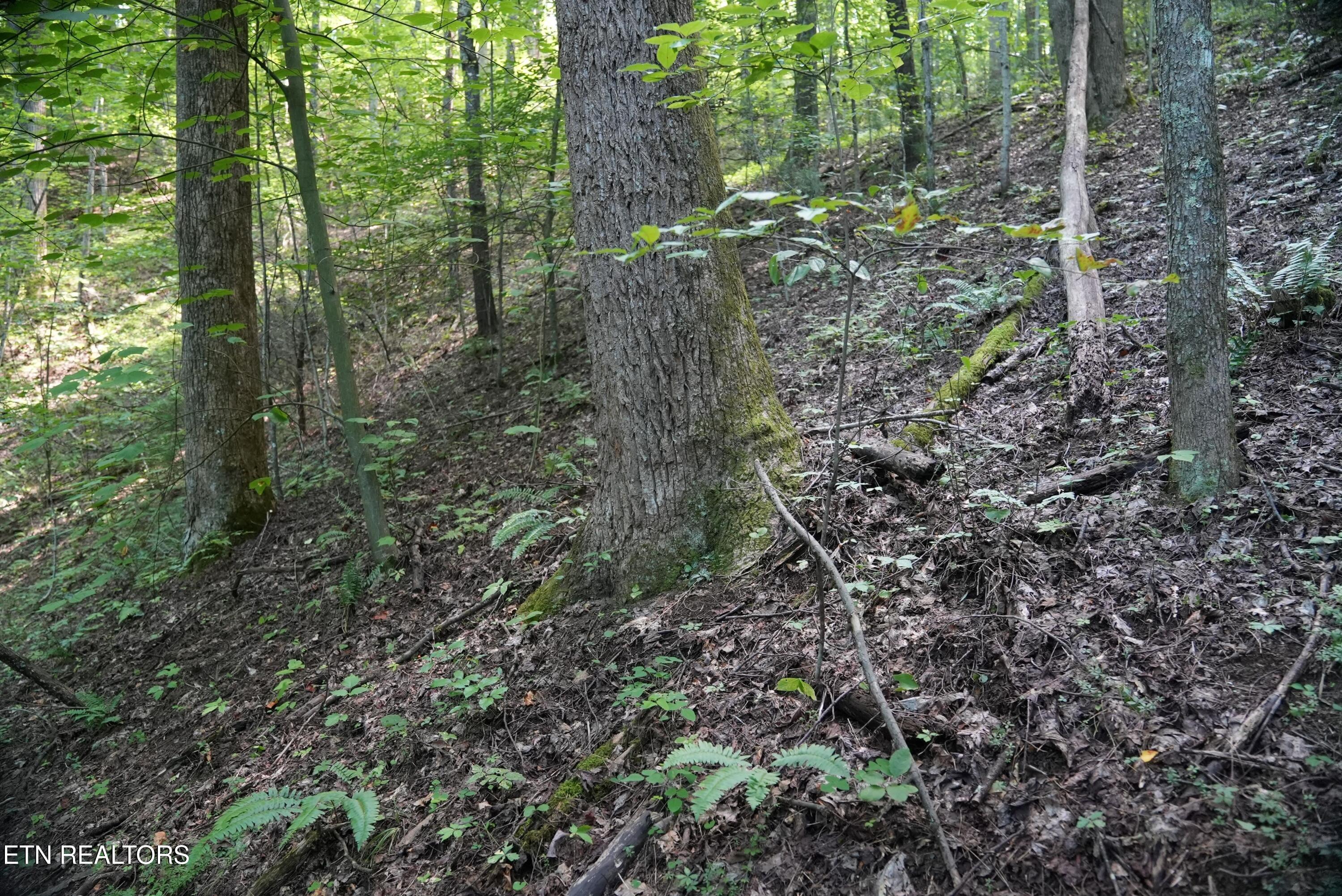 Bull Mountain Road Del Rio, TN 37727 - Photo 14 of 26 DSC01347