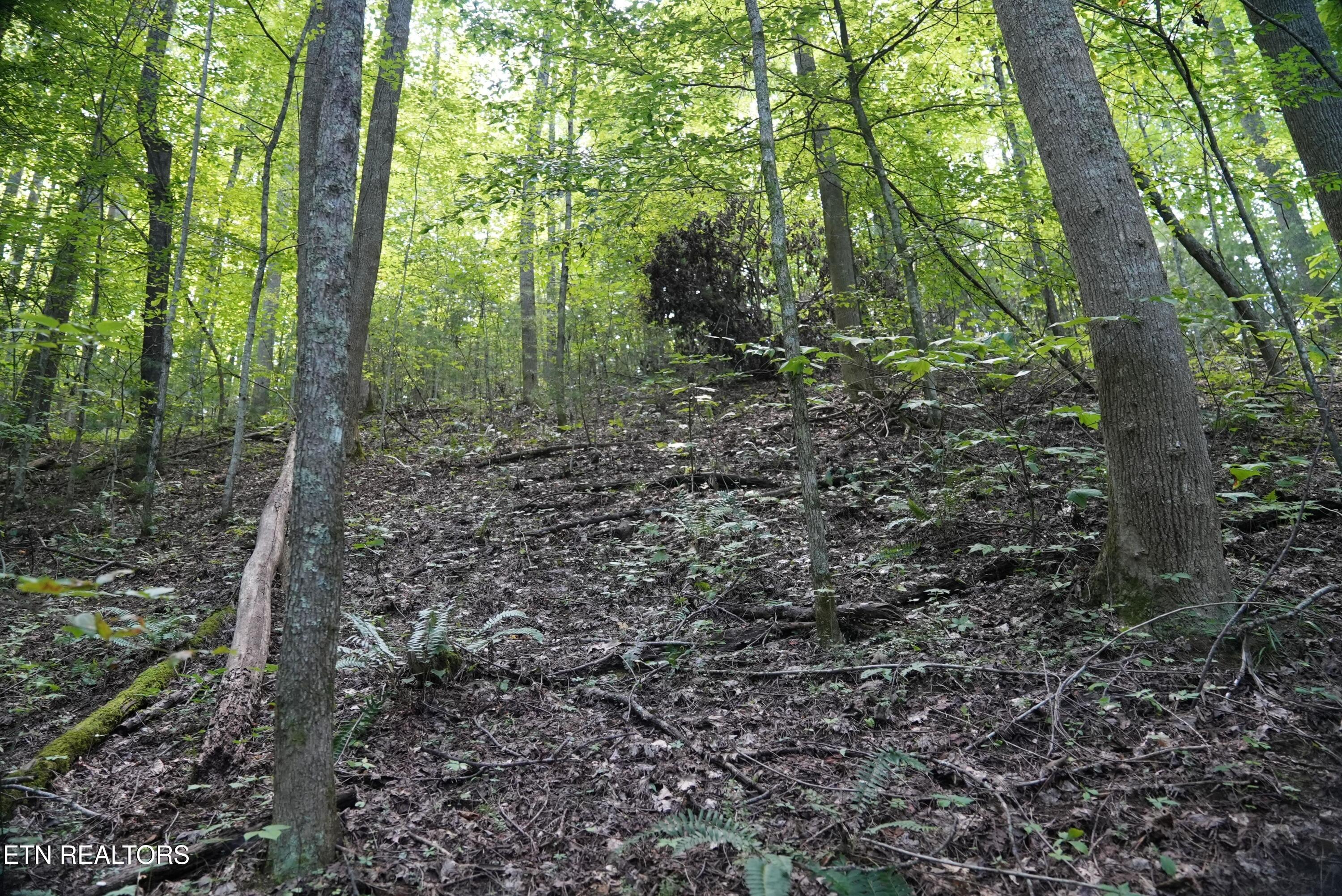 Bull Mountain Road Del Rio, TN 37727 - Photo 15 of 26 DSC01348