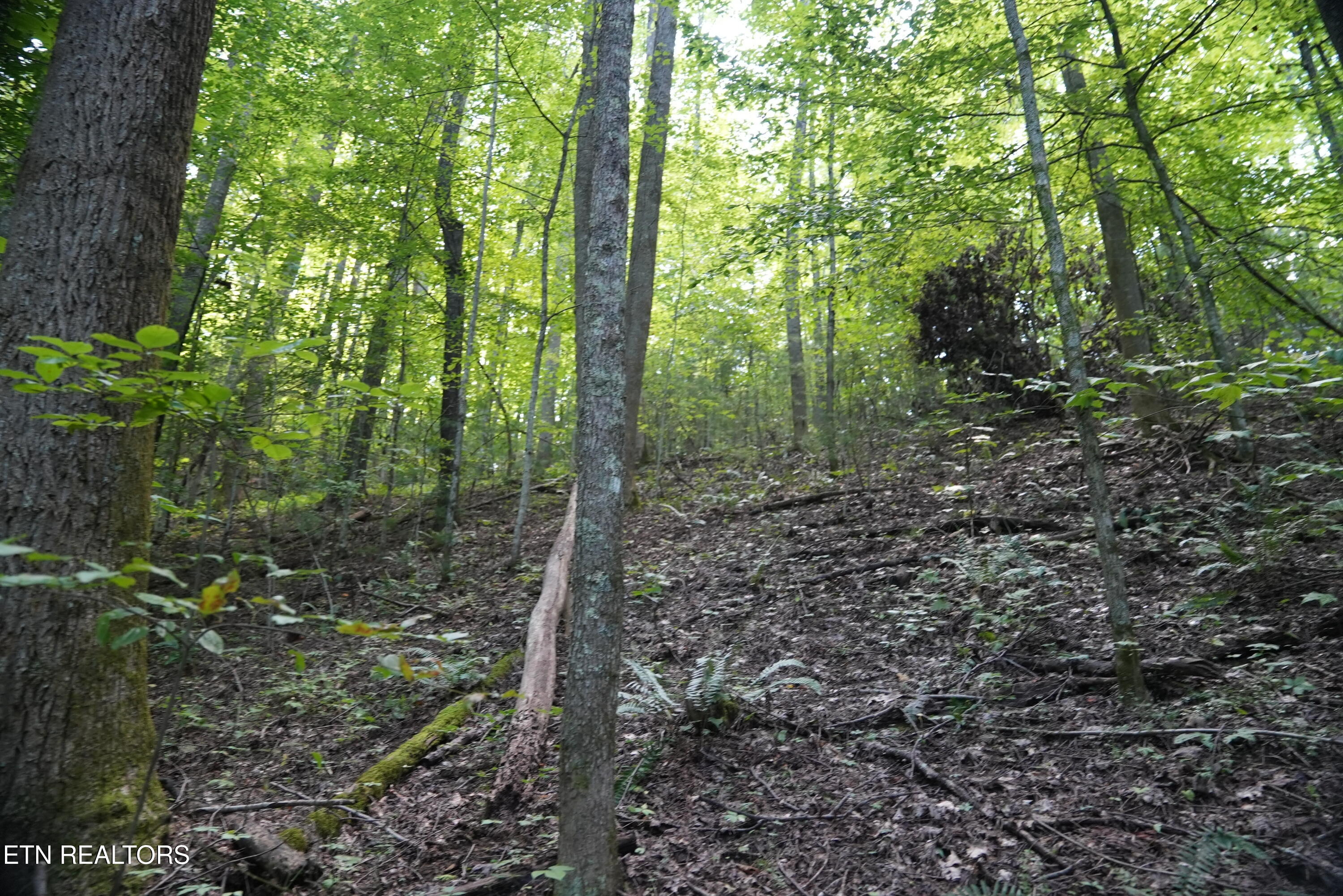 Bull Mountain Road Del Rio, TN 37727 - Photo 16 of 26 DSC01349