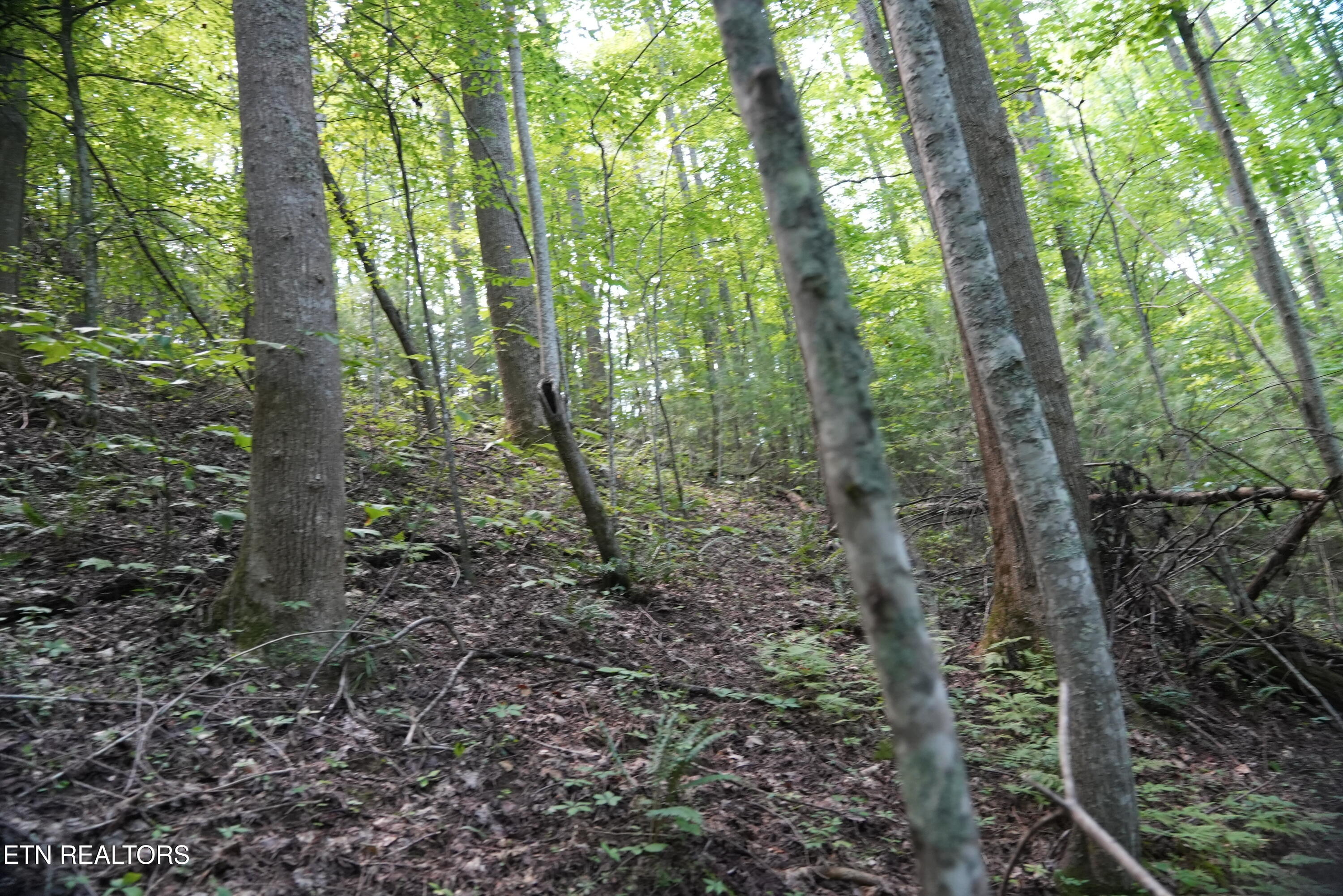 Bull Mountain Road Del Rio, TN 37727 - Photo 17 of 26 DSC01350