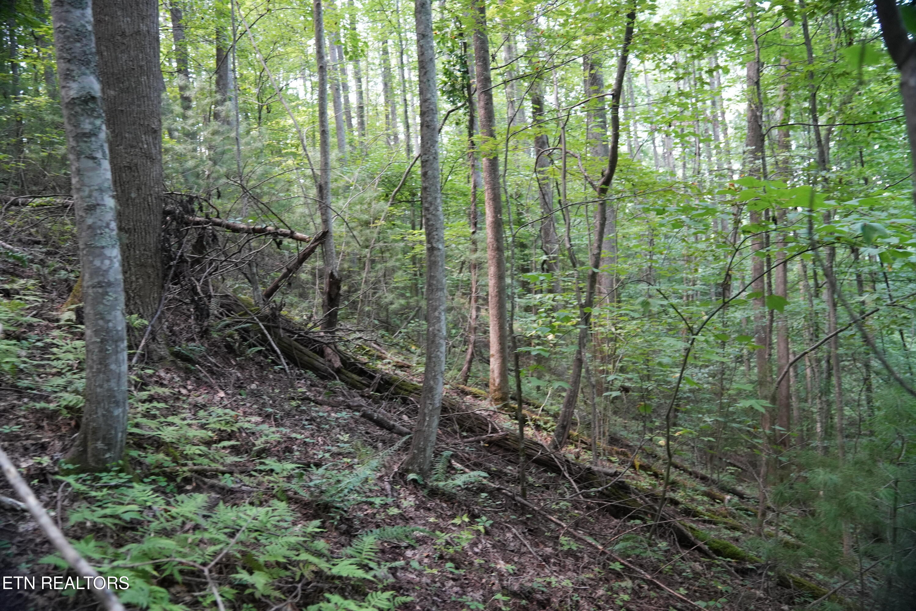 Bull Mountain Road Del Rio, TN 37727 - Photo 18 of 26 DSC01351