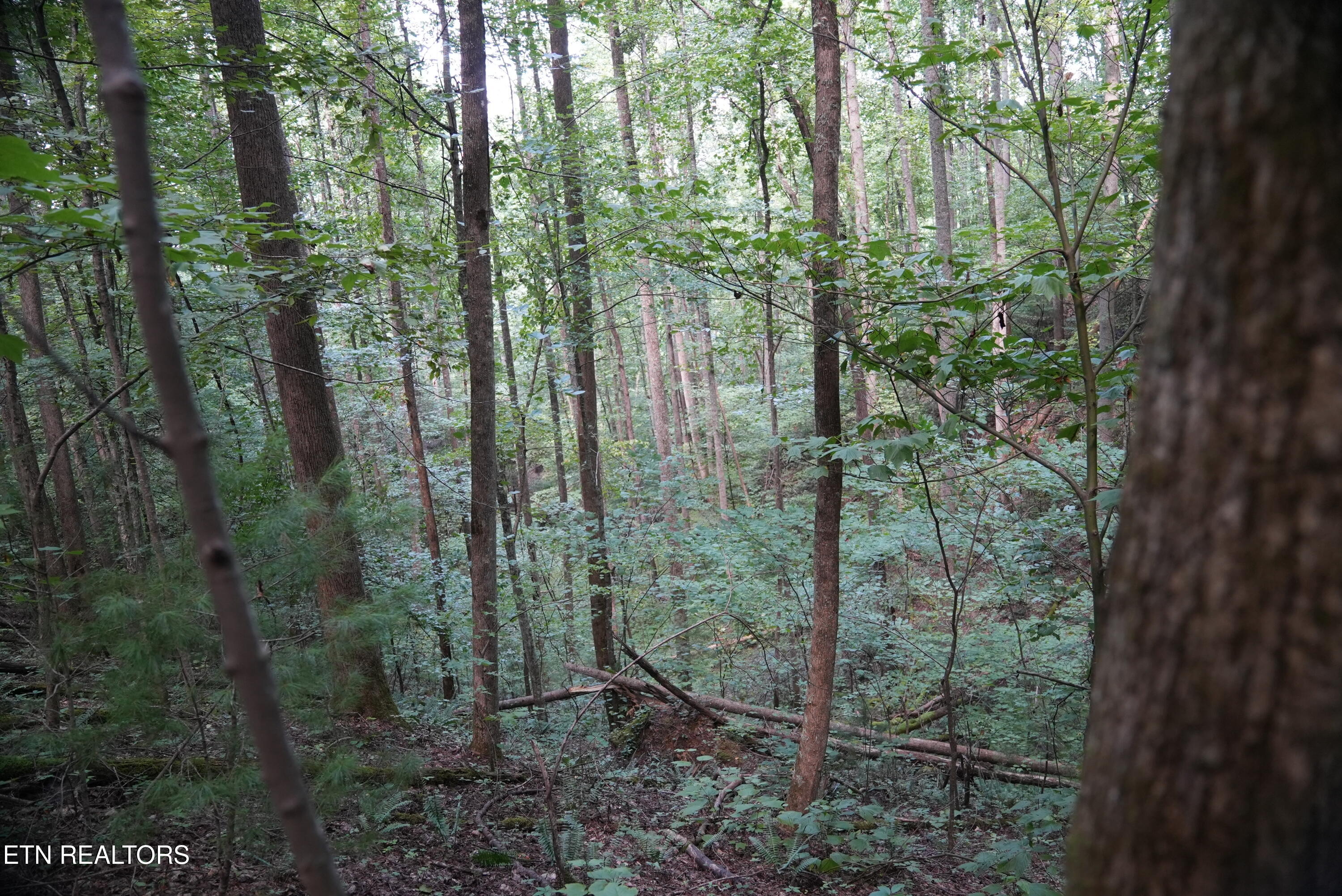 Bull Mountain Road Del Rio, TN 37727 - Photo 19 of 26 DSC01352