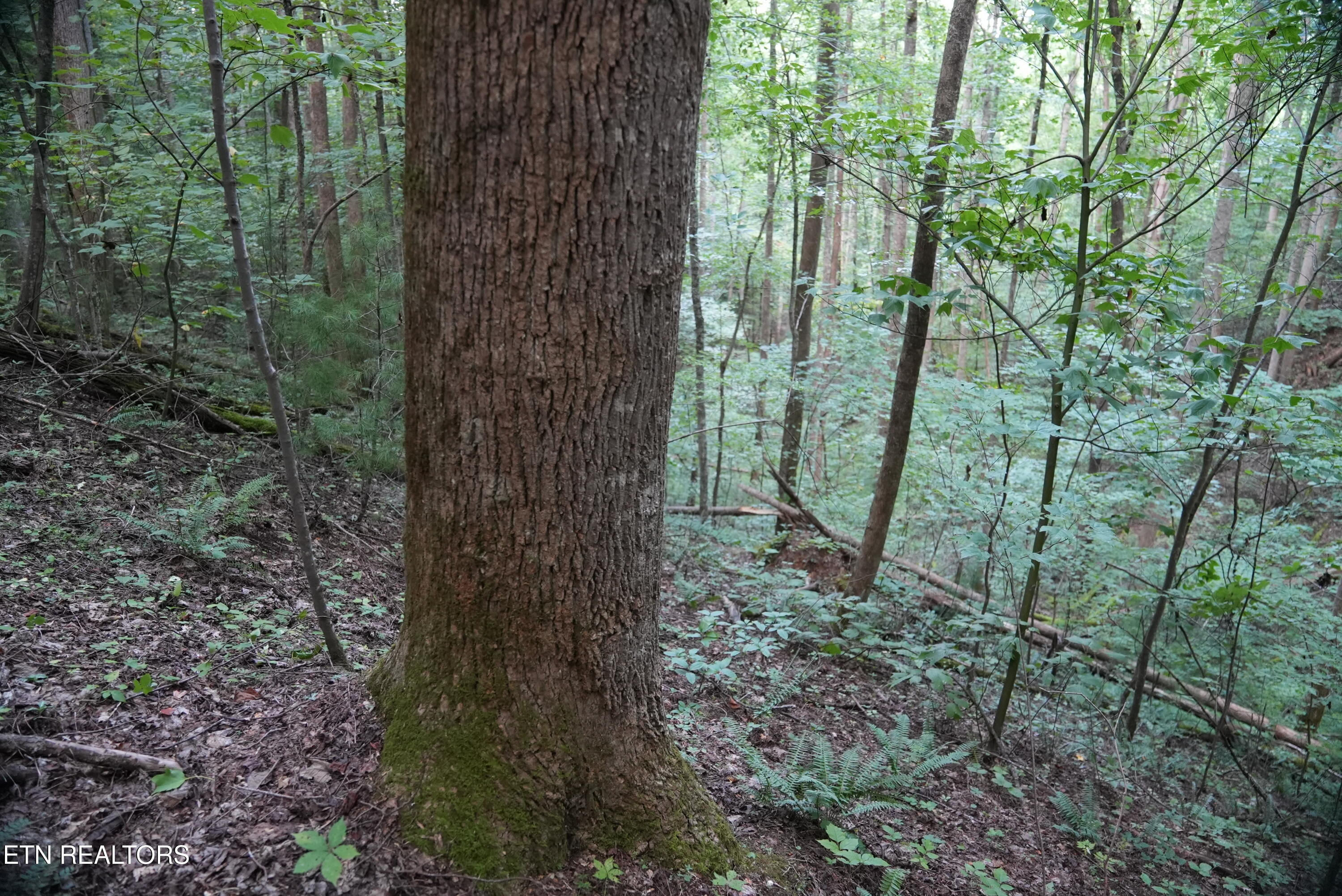 Bull Mountain Road Del Rio, TN 37727 - Photo 21 of 26 DSC01354