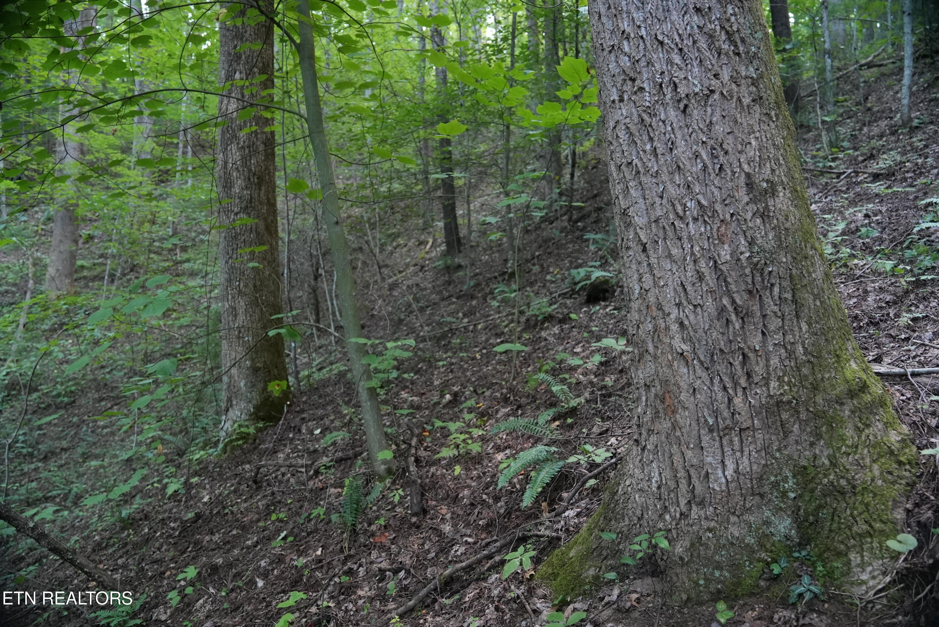 Bull Mountain Road Del Rio, TN 37727 - Photo 22 of 26 DSC01355