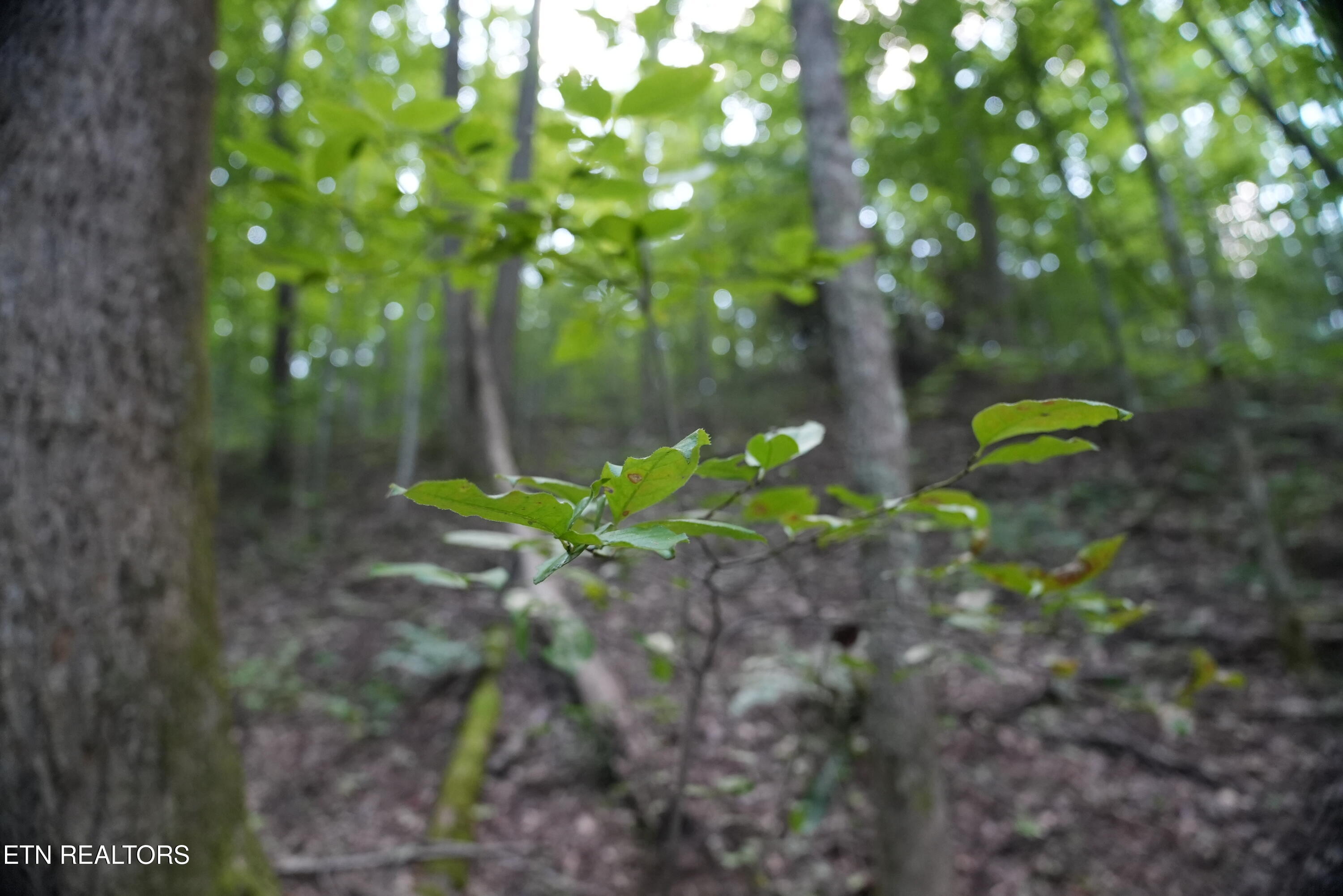 Bull Mountain Road Del Rio, TN 37727 - Photo 23 of 26 DSC01356