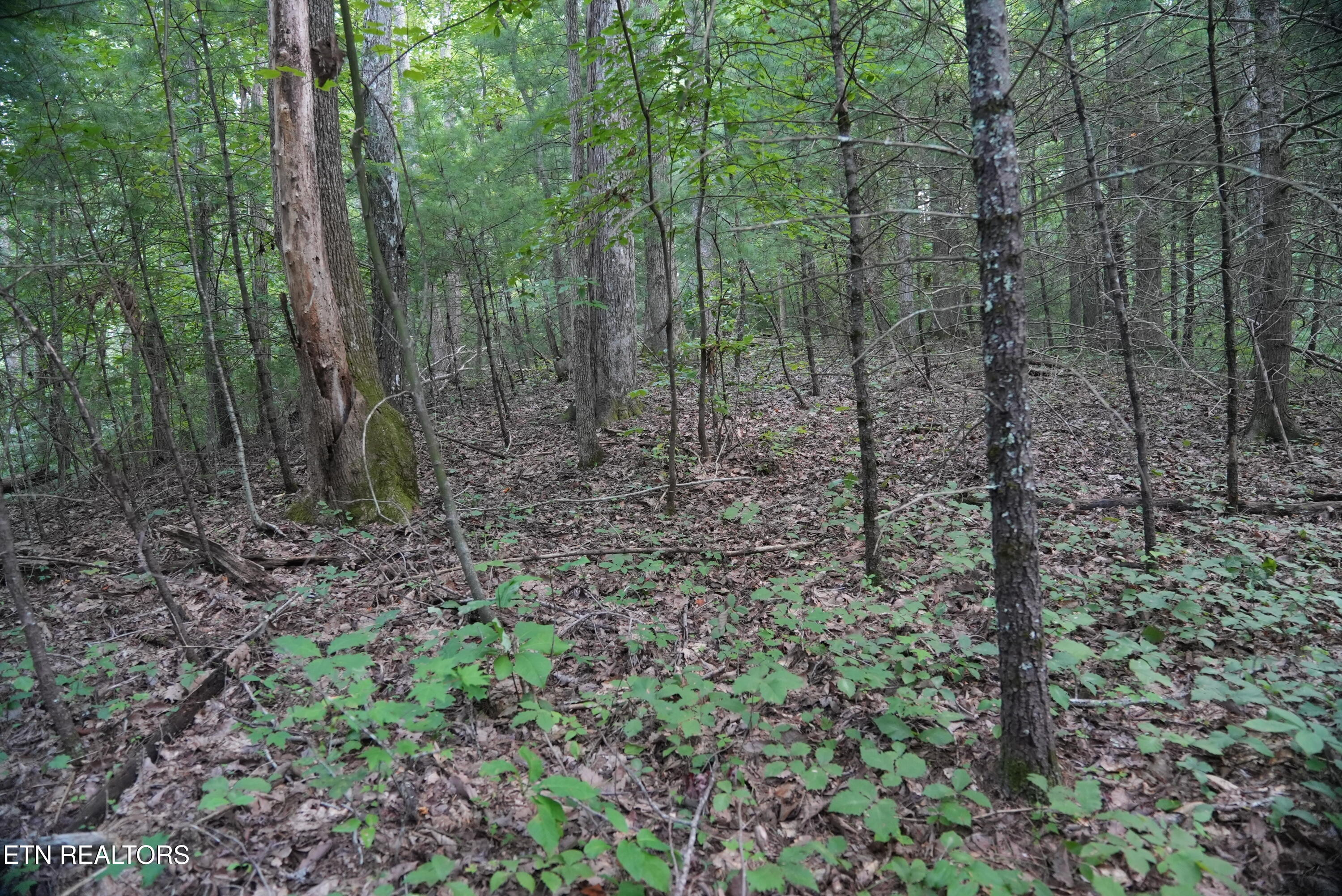 Bull Mountain Road Del Rio, TN 37727 - Photo 24 of 26 DSC01357