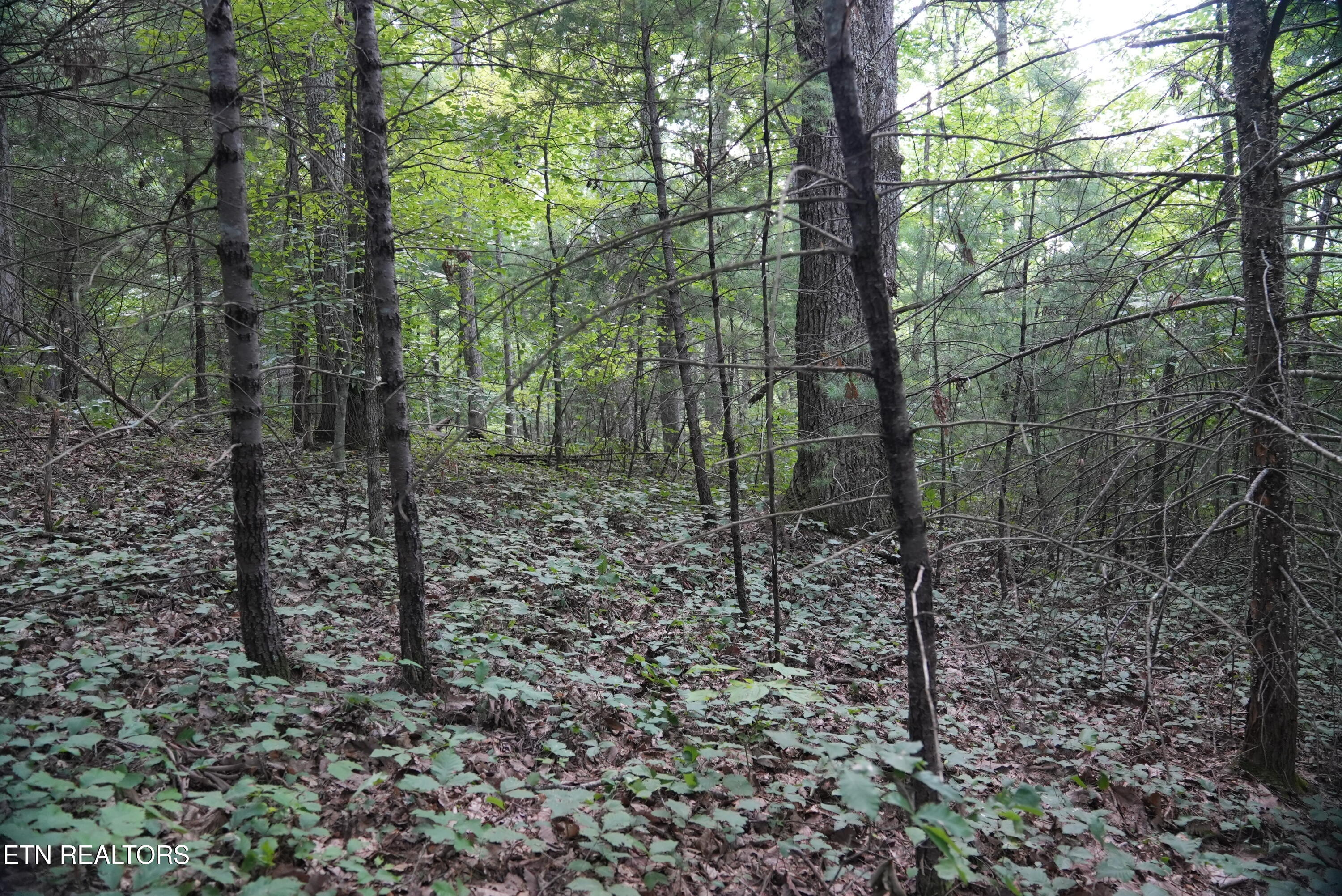 Bull Mountain Road Del Rio, TN 37727 - Photo 25 of 26 DSC01358