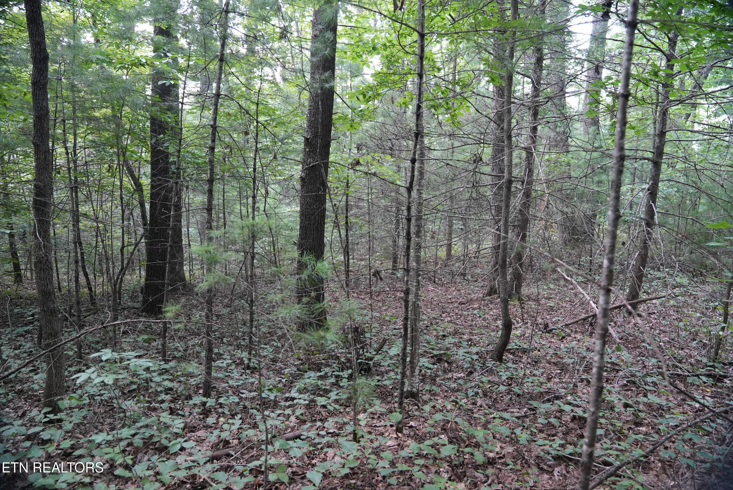 Bull Mountain Road Del Rio, TN 37727 - Photo 26 of 26 DSC01359