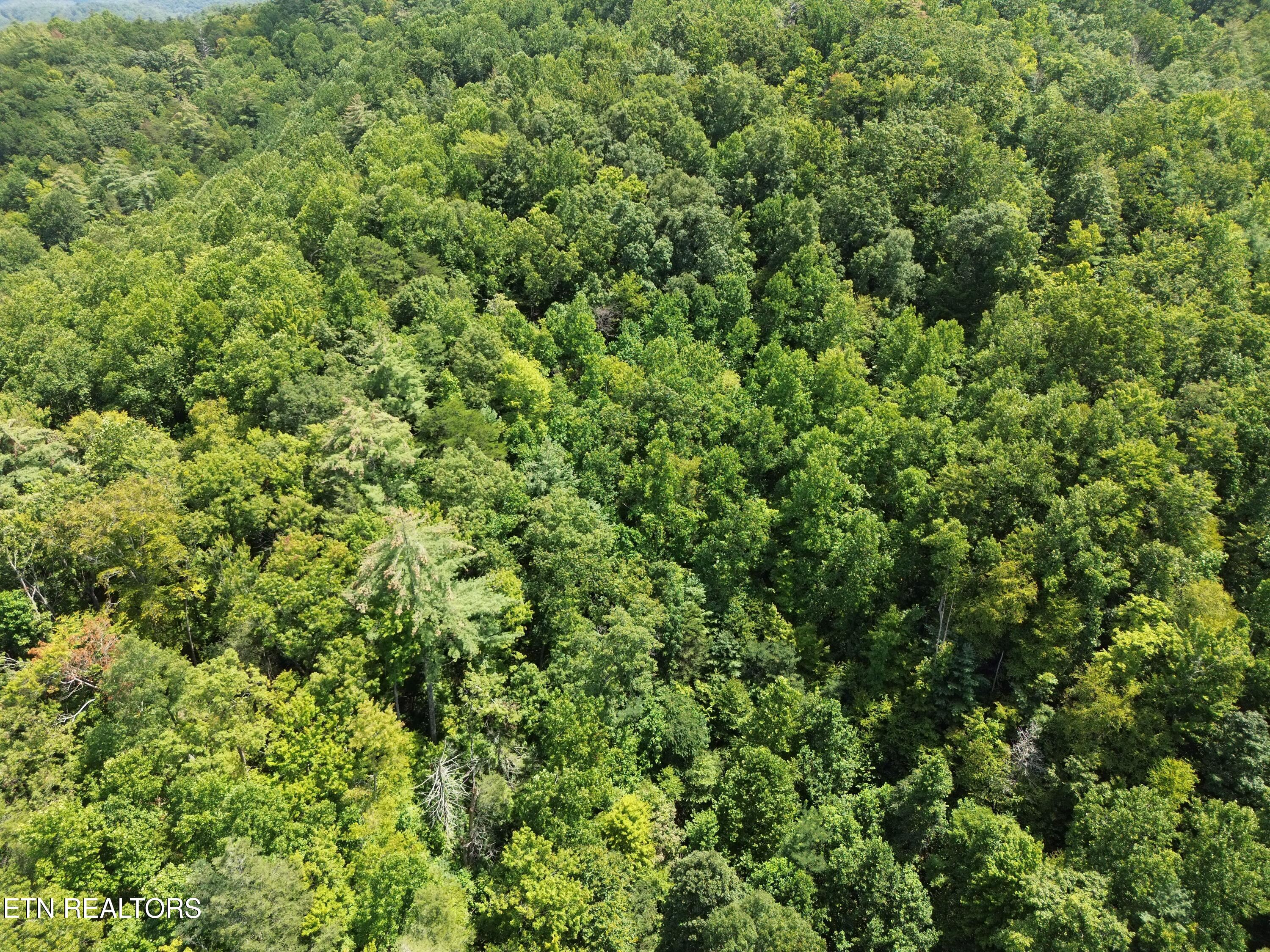 Bull Mountain Road Del Rio, TN 37727 - Photo 7 of 26 DJI_0131