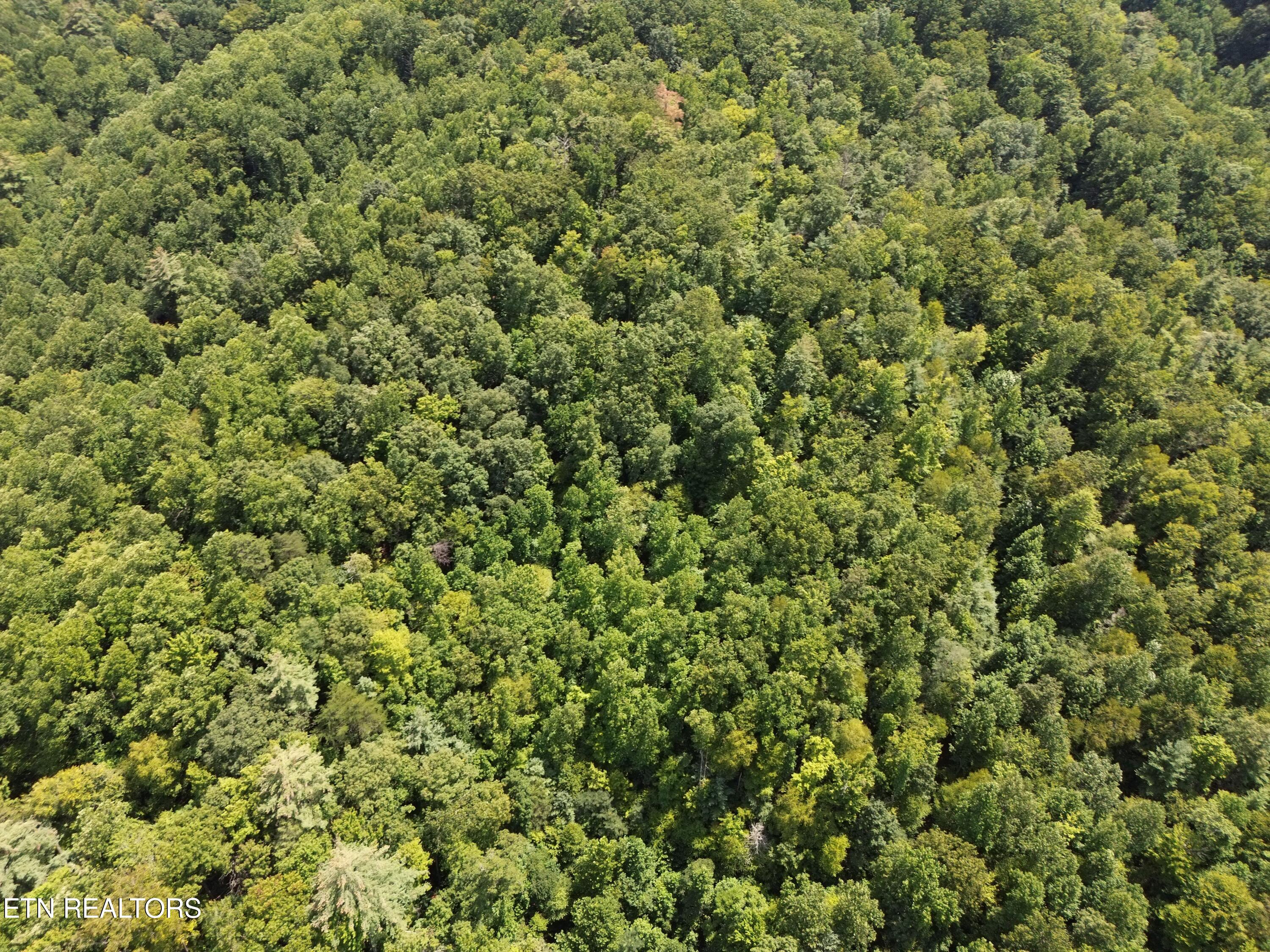 Bull Mountain Road Del Rio, TN 37727 - Photo 8 of 26 DJI_0132