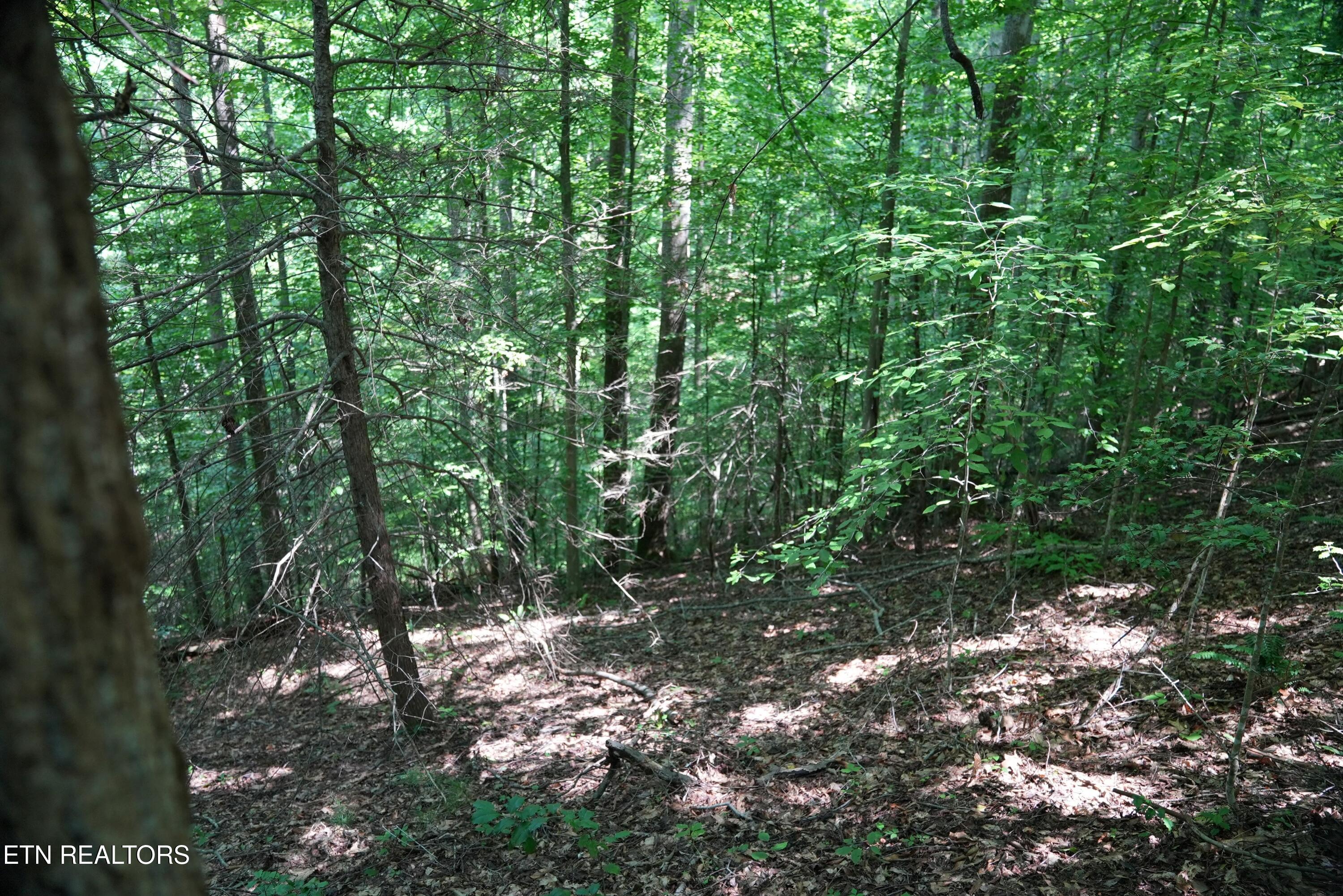 Bull Mountain Road Del Rio, TN 37727 - Photo 9 of 26 DSC01342