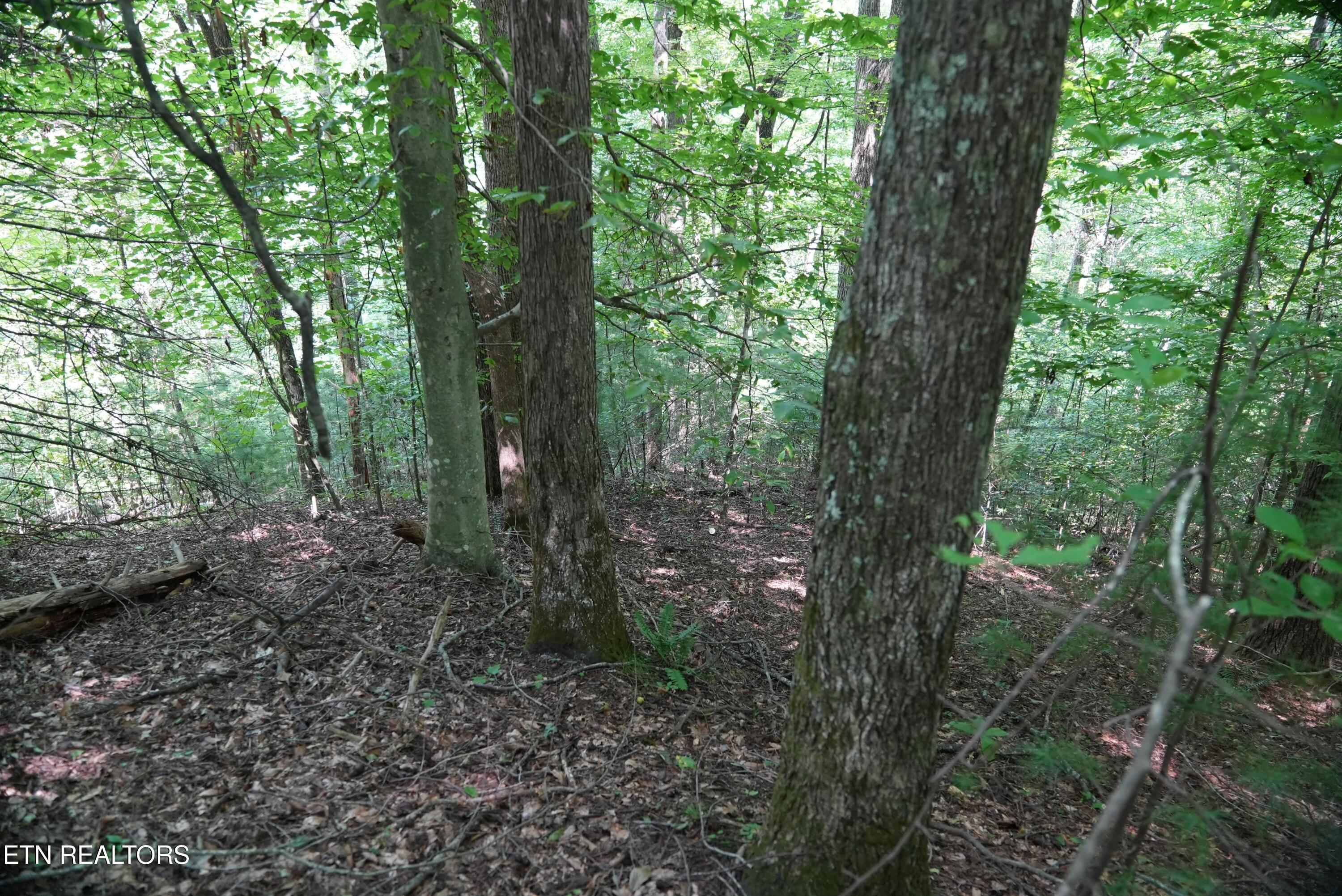 Bull Mountain Road Del Rio, TN 37727 - Photo 10 of 26 DSC01343