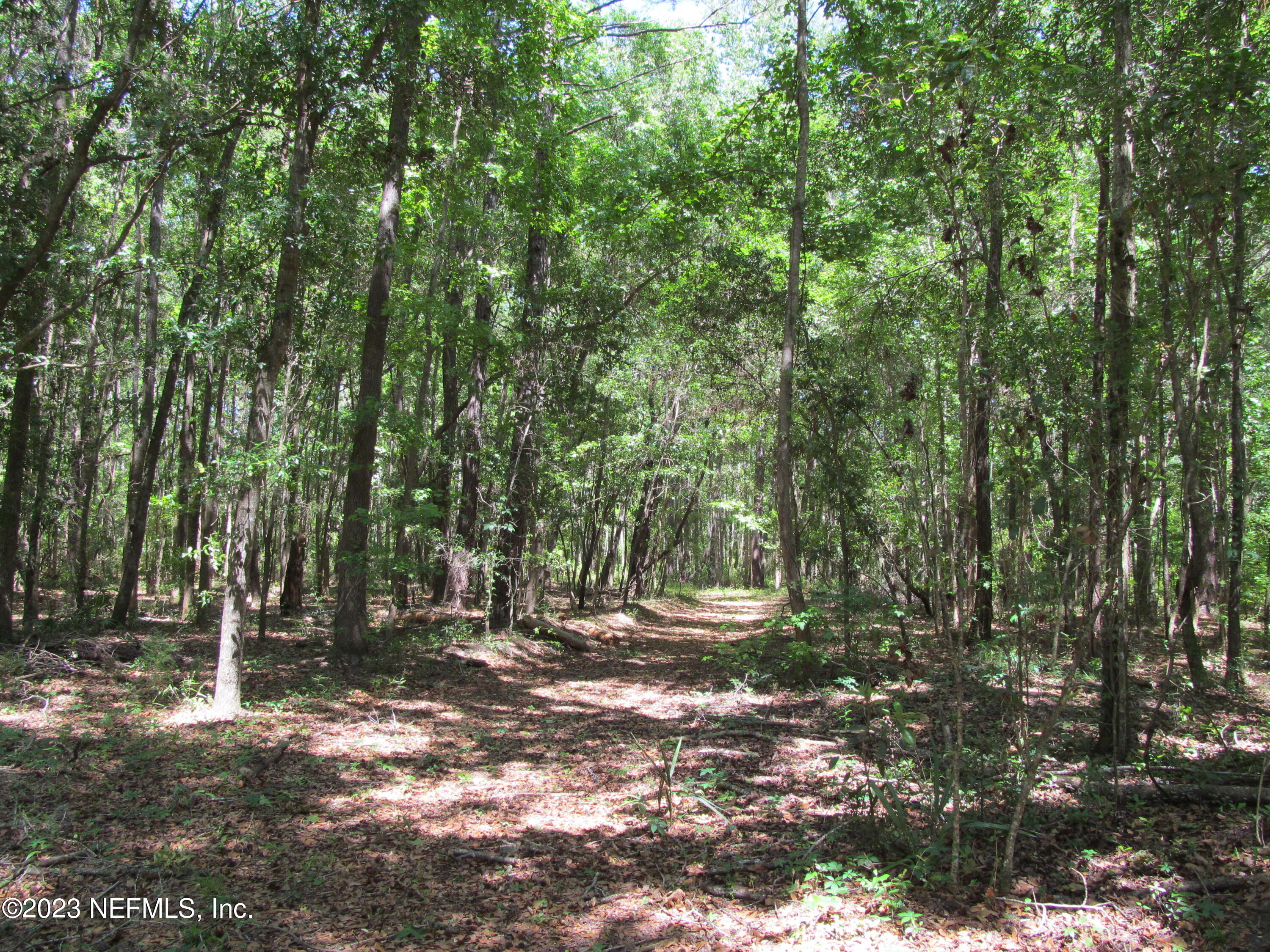 208 Tinsley Road Florahome, FL 32140 - Photo 37 of 71 a backyard of a house with lots of green space