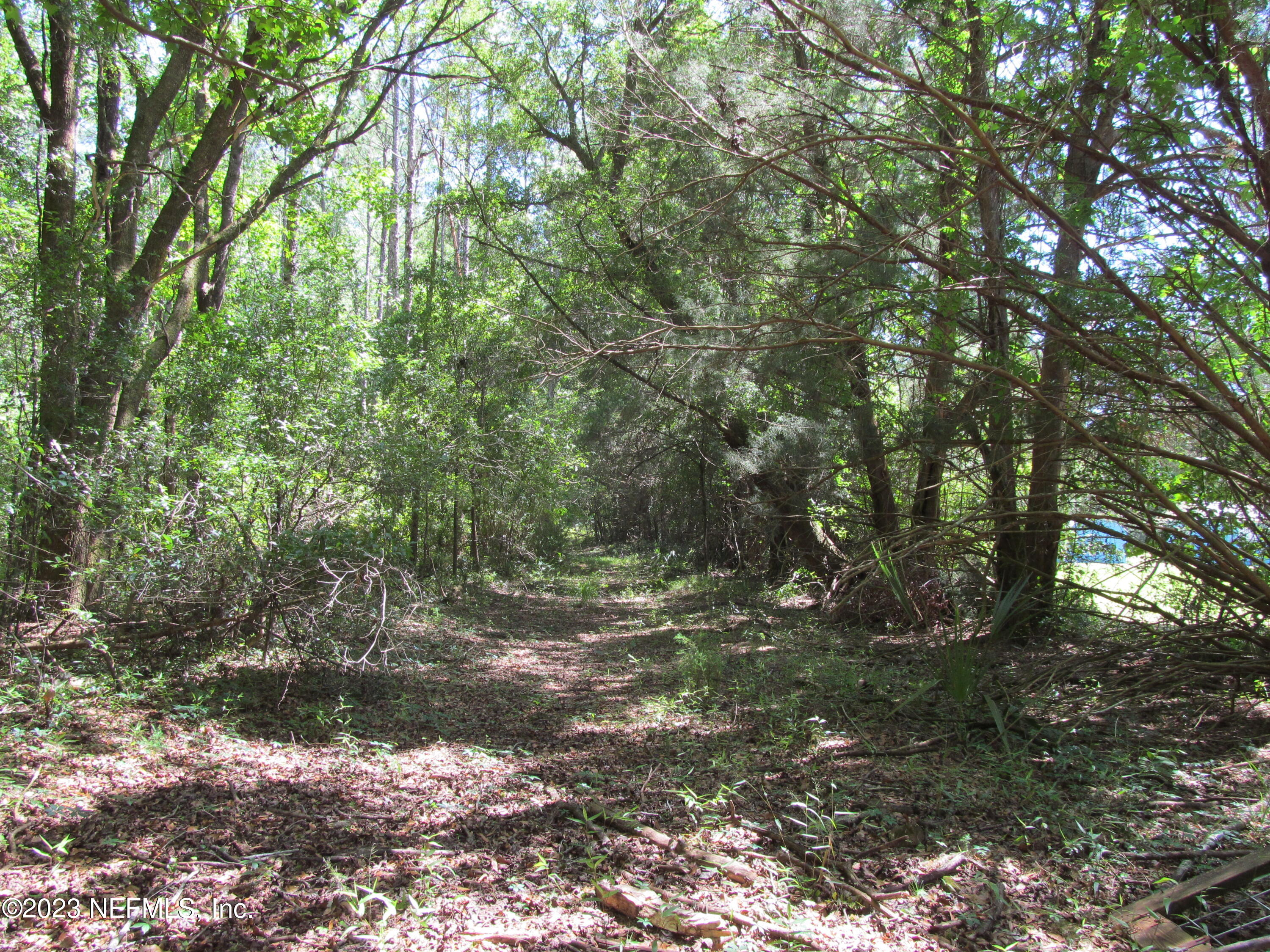 208 Tinsley Road Florahome, FL 32140 - Photo 38 of 71 a big yard with lots of green space and trees
