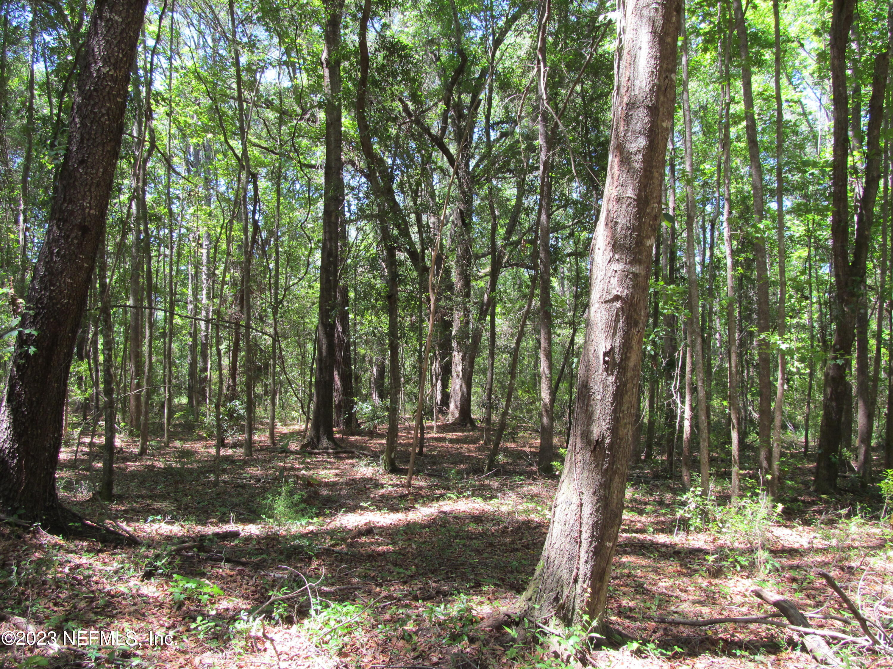 208 Tinsley Road Florahome, FL 32140 - Photo 39 of 71 a view of outdoor space with trees