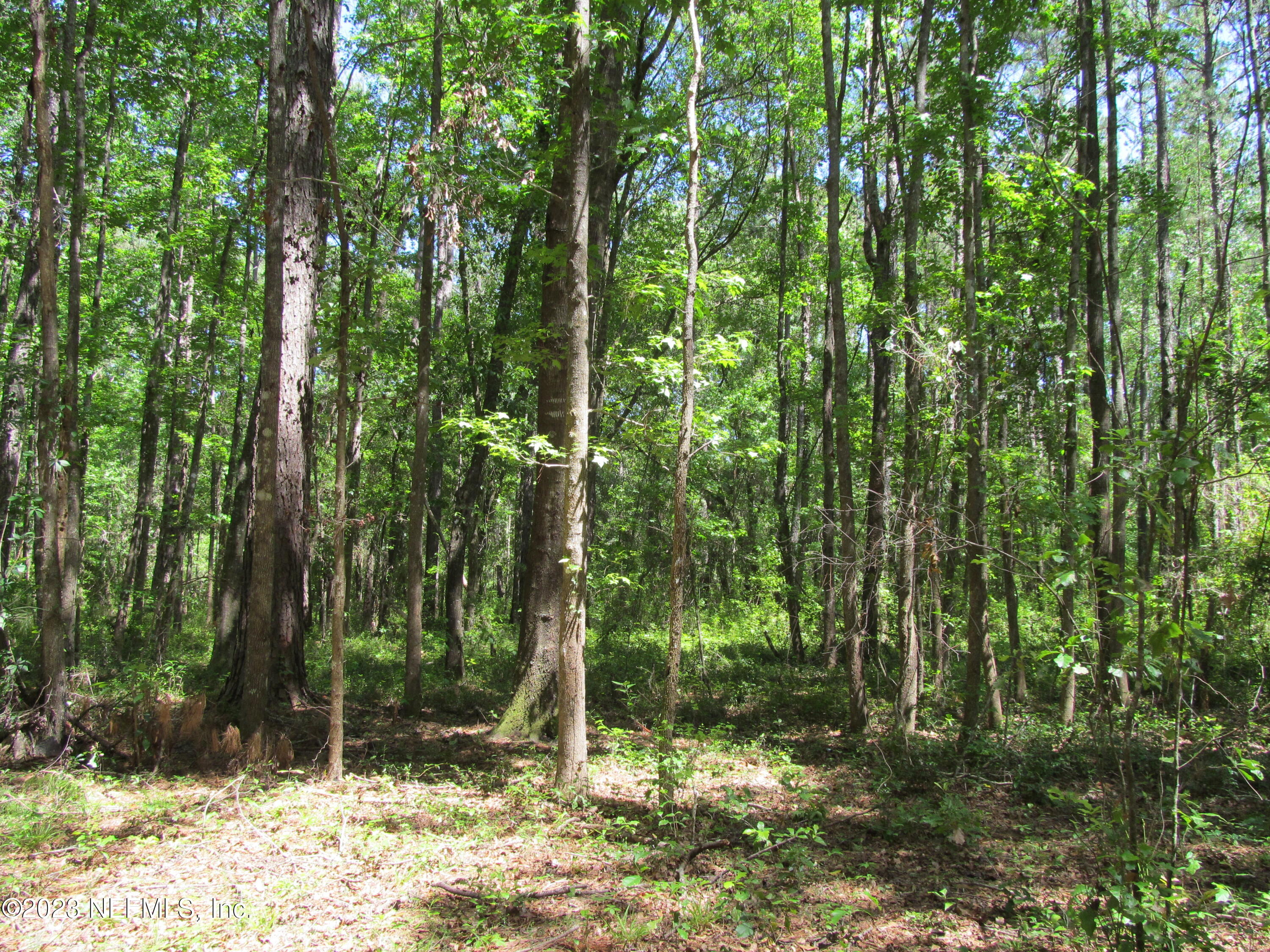 208 Tinsley Road Florahome, FL 32140 - Photo 40 of 71 a backyard of a house with lots of green space