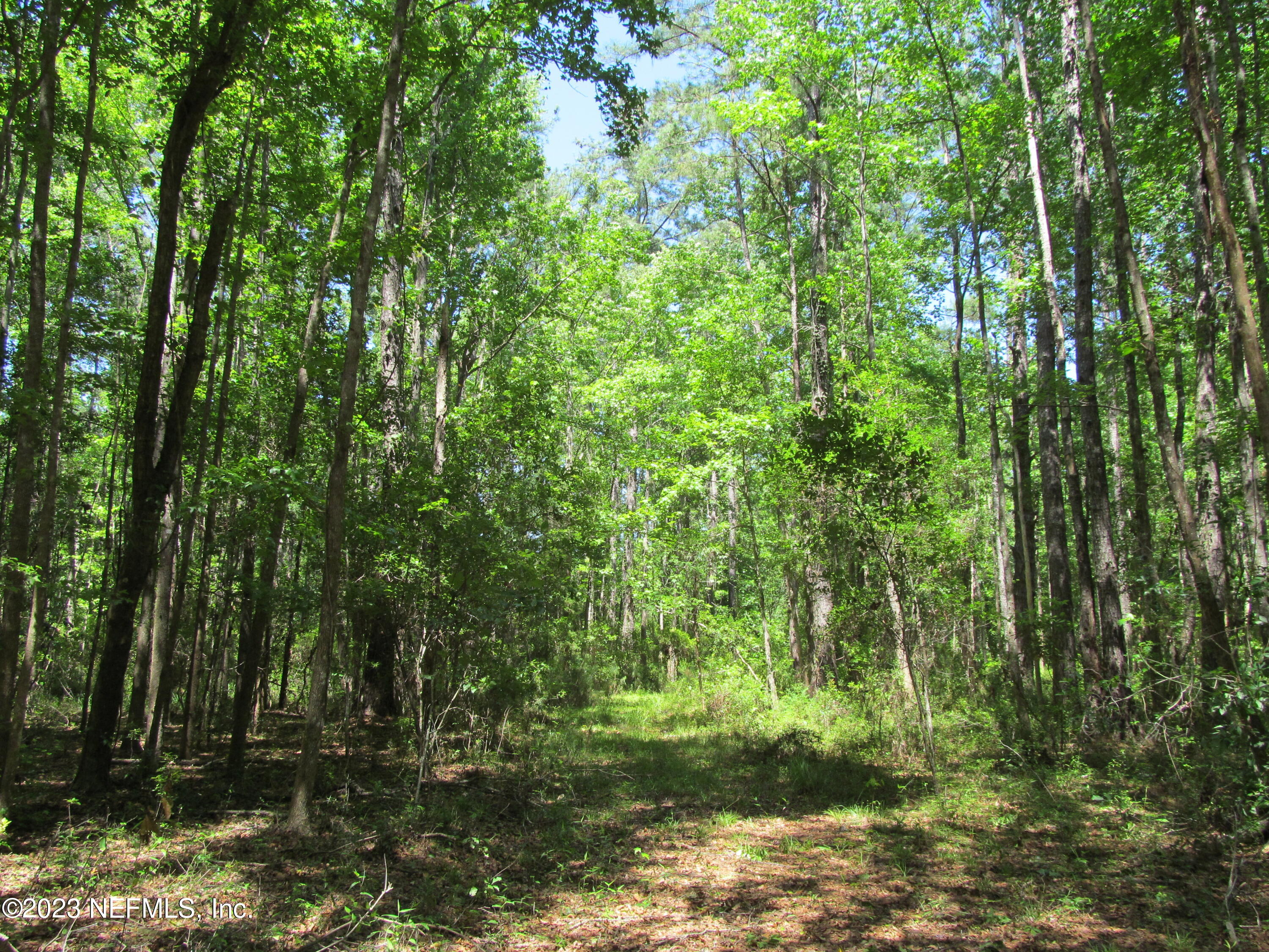 208 Tinsley Road Florahome, FL 32140 - Photo 41 of 71 a view of a garden