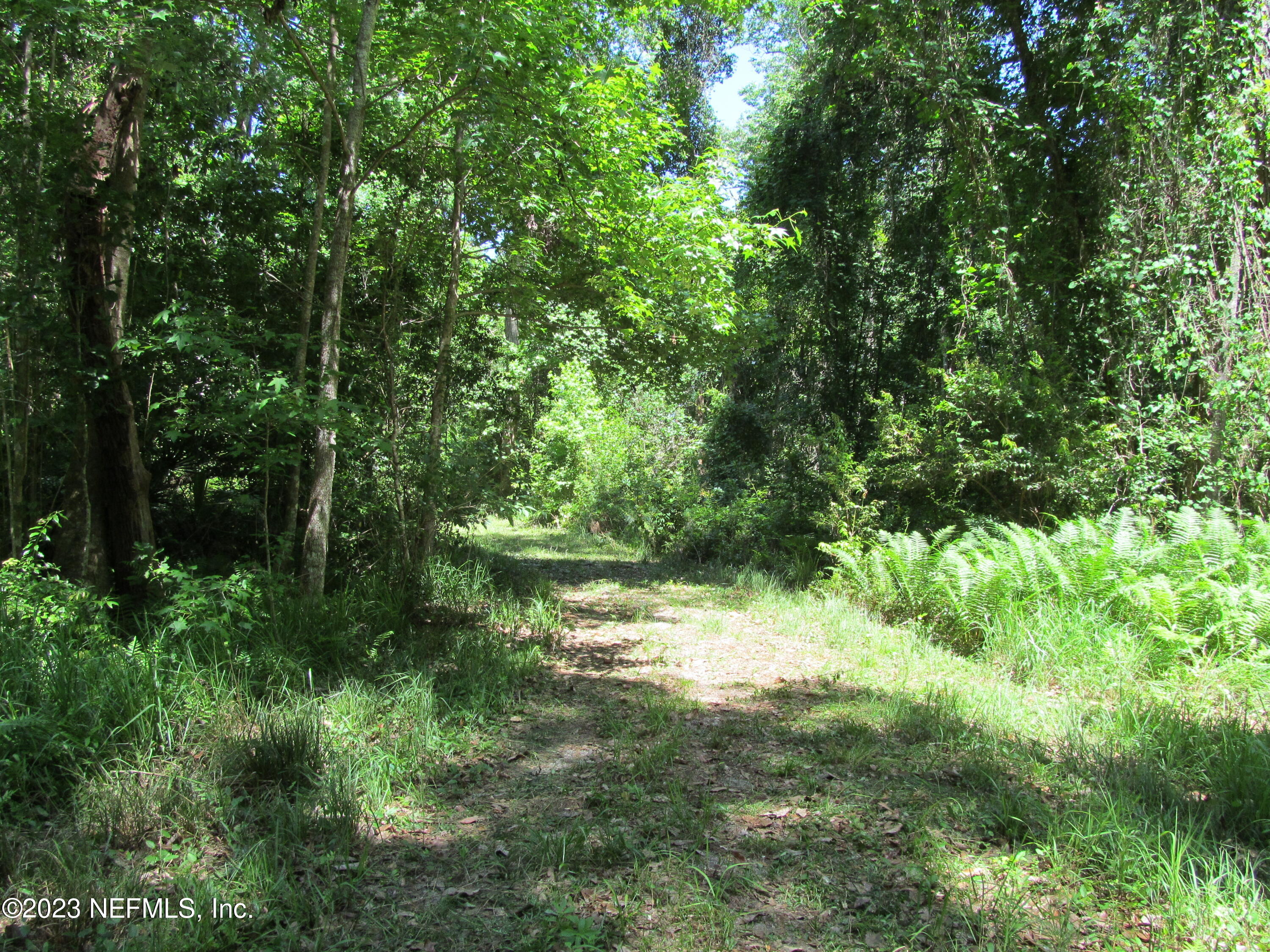 208 Tinsley Road Florahome, FL 32140 - Photo 42 of 71 a view of a garden with plants and large trees