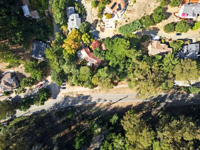 a view of a tree with a flower