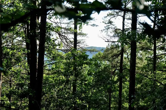 a view of a tree in a forest