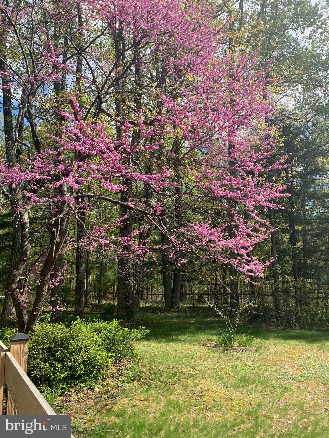 286 Ebenezer Road Bluemont, VA 20135 - Photo 24 of 49 Virginia native red buds and dogwoods on property