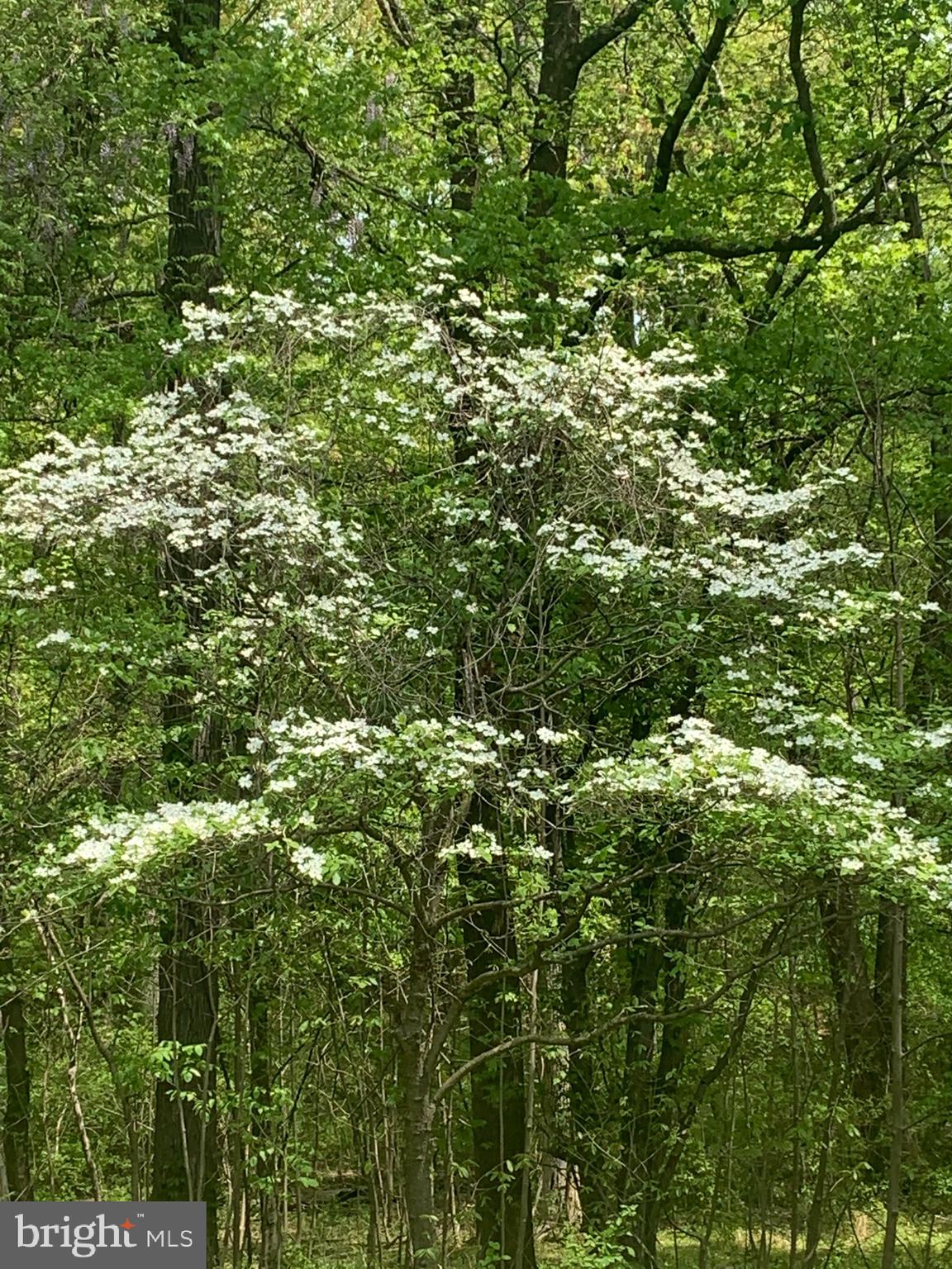 286 Ebenezer Road Bluemont, VA 20135 - Photo 36 of 49 Beautiful dogwoods