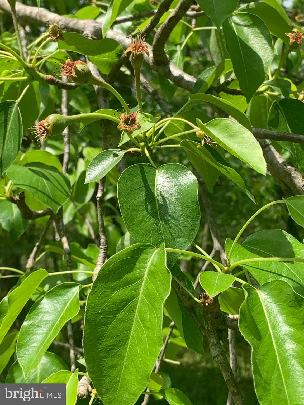 286 Ebenezer Road Bluemont, VA 20135 - Photo 37 of 49 Fruit is starting to form for you to pick this sum