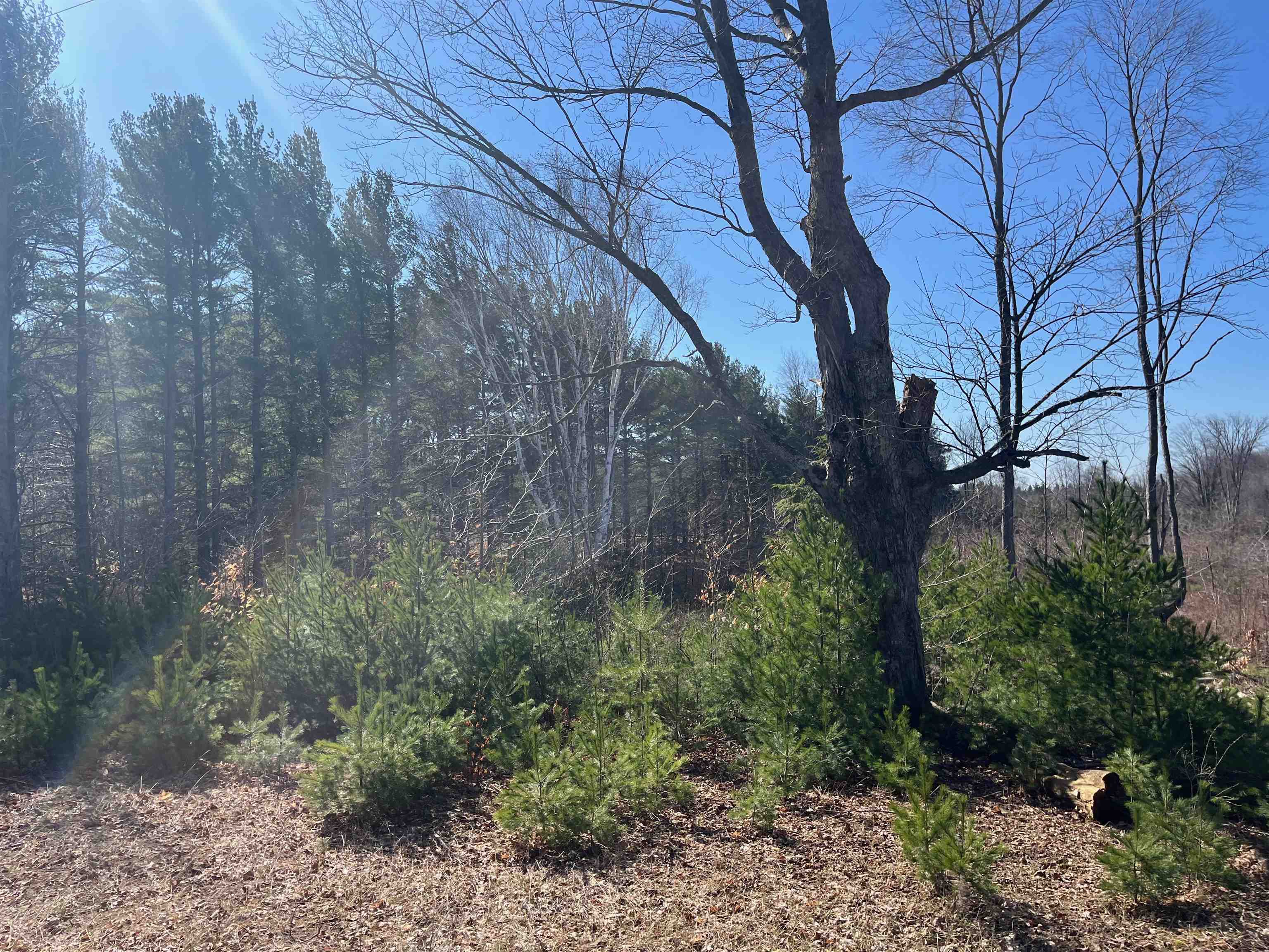 4 King Road, Unit LOT: 4 Benzonia, MI 49616 - Photo 2 of 12