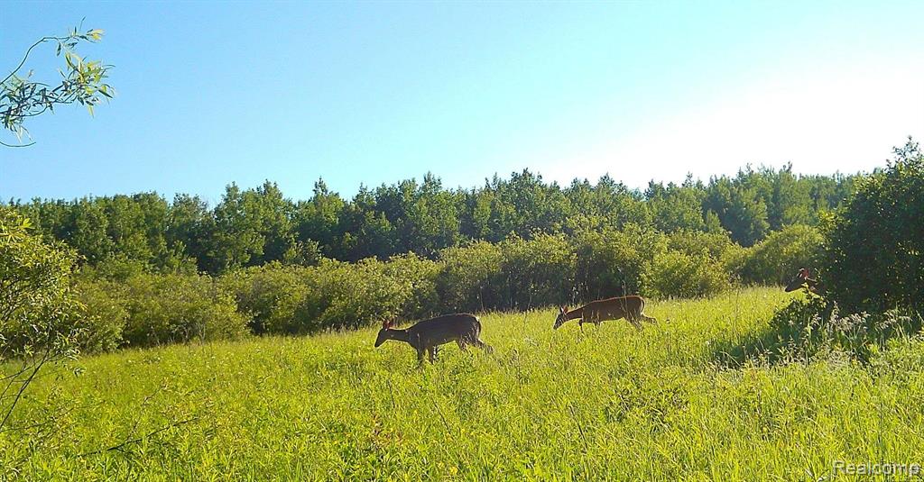 0 19 Mile Road Rudyard, MI 49780 - Photo 10 of 11